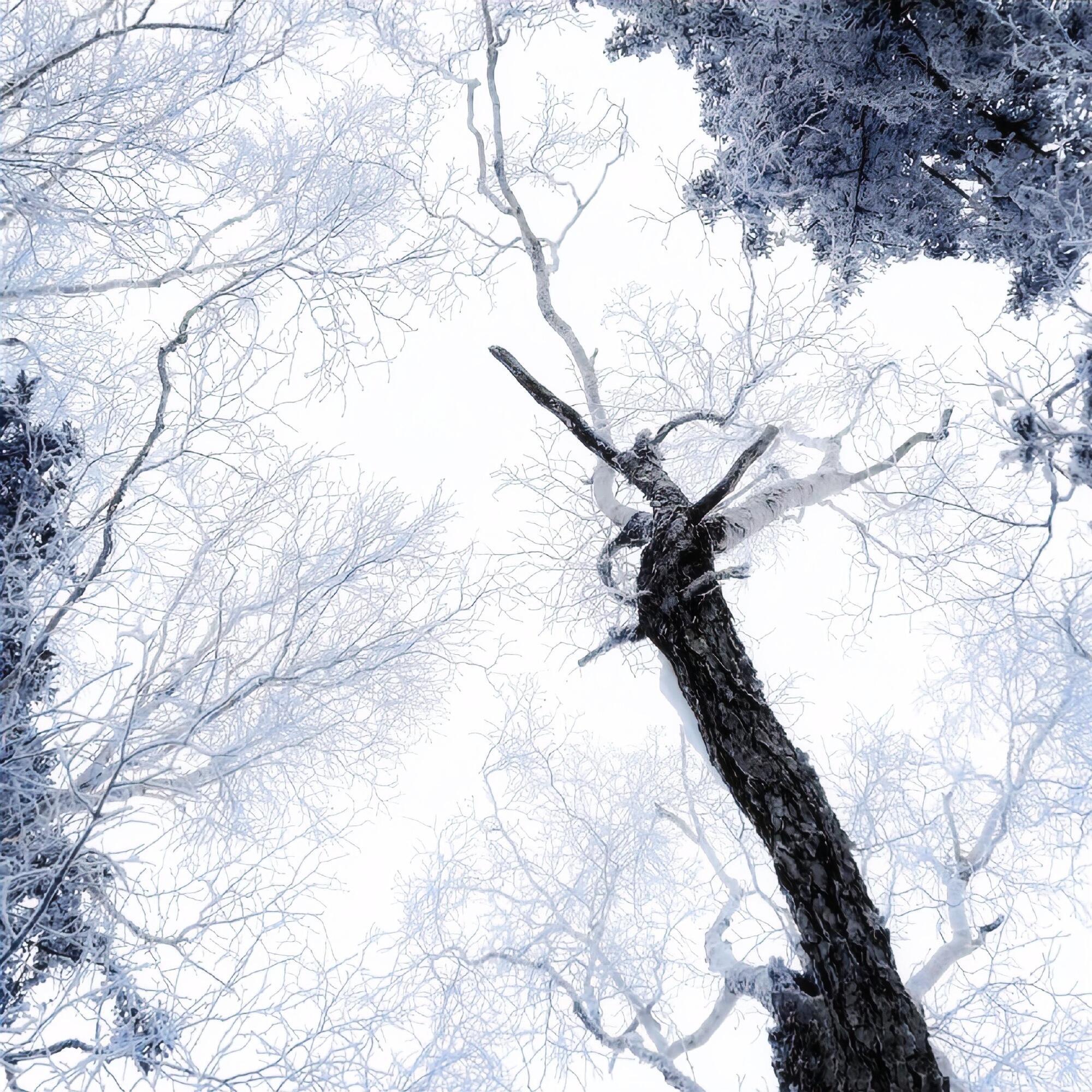 𝐒𝐇𝐀𝐑𝐄❄️｜头像背景图搭配  专栏 · 头像分享