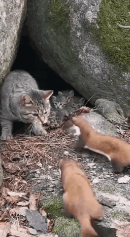 为了保护幼崽，母猫变成了母老虎！真勇敢呐，为勇敢的母猫点赞！你支持猫咪为护崽和黄
