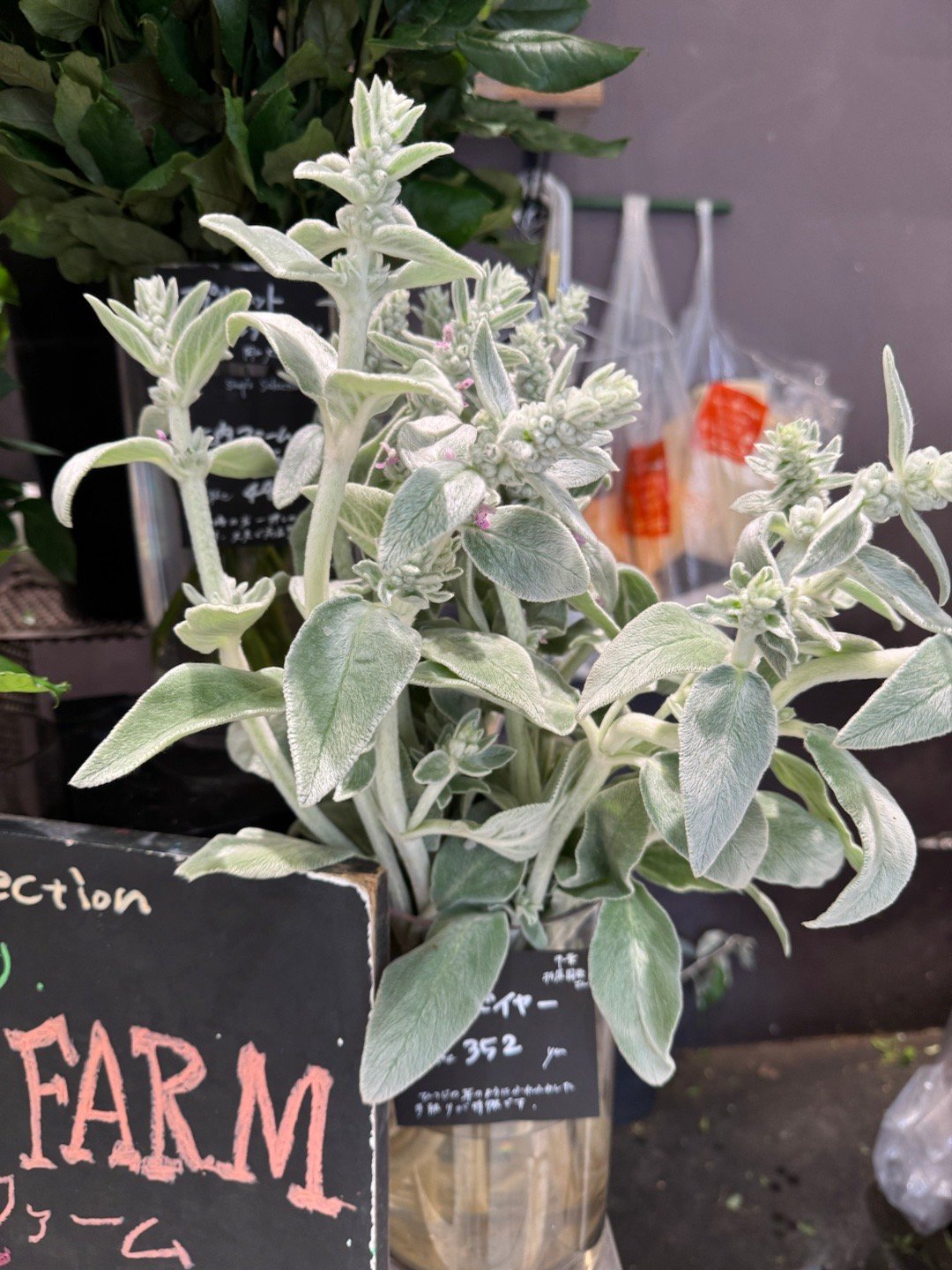 绵毛水苏（Stachys byzantina）英语“羊的耳朵”（the lamb