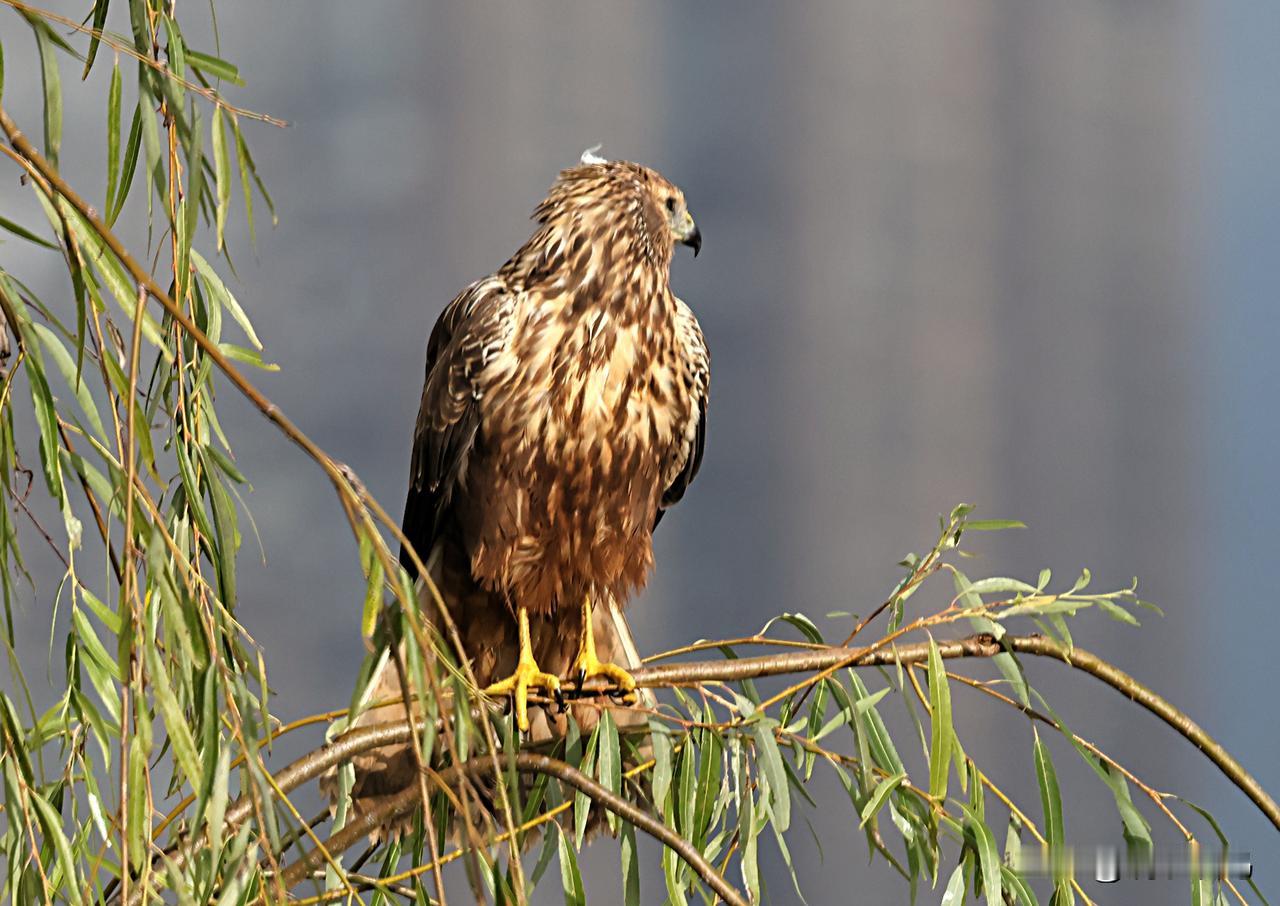 “海”边最拉风的鹞鹞！
这里是高原湖泊滇池草海，但并不是真的大海。所谓草海只是昆