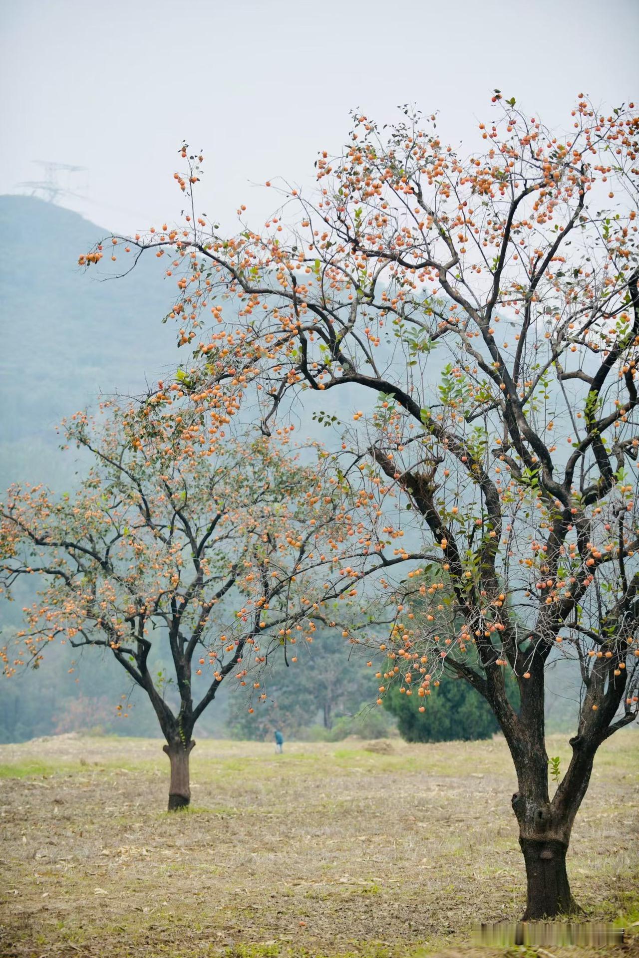 今天上山，偶遇两棵挂满“小灯笼”的柿子树，也太绝了！橙红色的柿子挤在枝头，把树枝