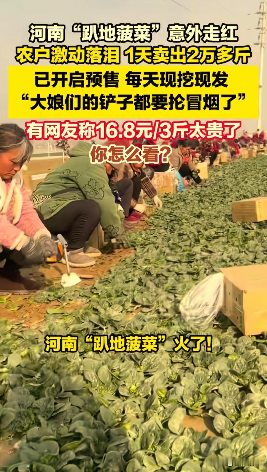 最近河南的一种“趴地菠菜”突然火了，被称作“菠菜中的爱马仕”，农户激动落泪，一天