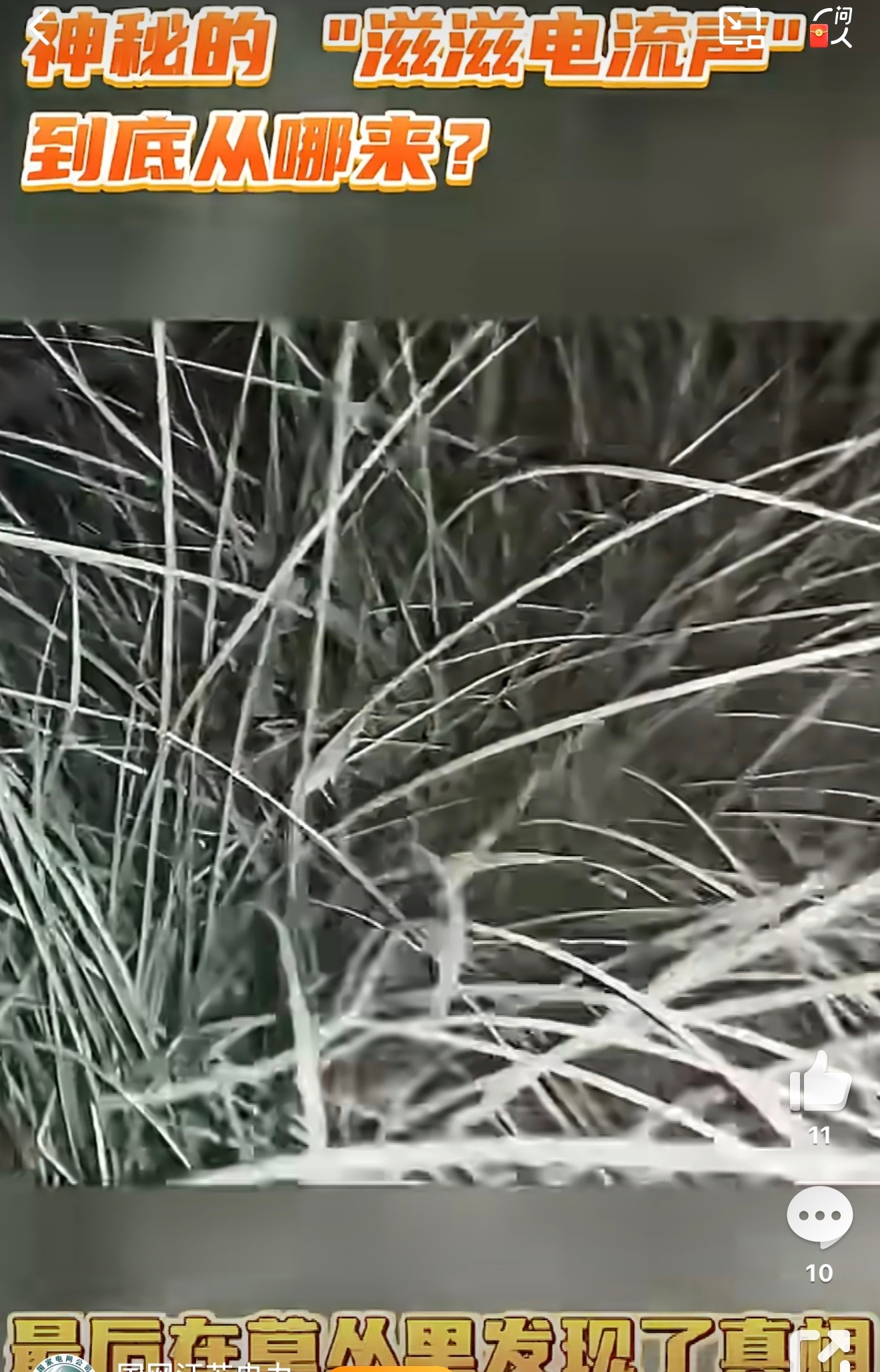 一只虫子引发的悬疑大片一只小昆虫在江苏上演悬疑大戏，酷似电流的异响惊动多方，虽是