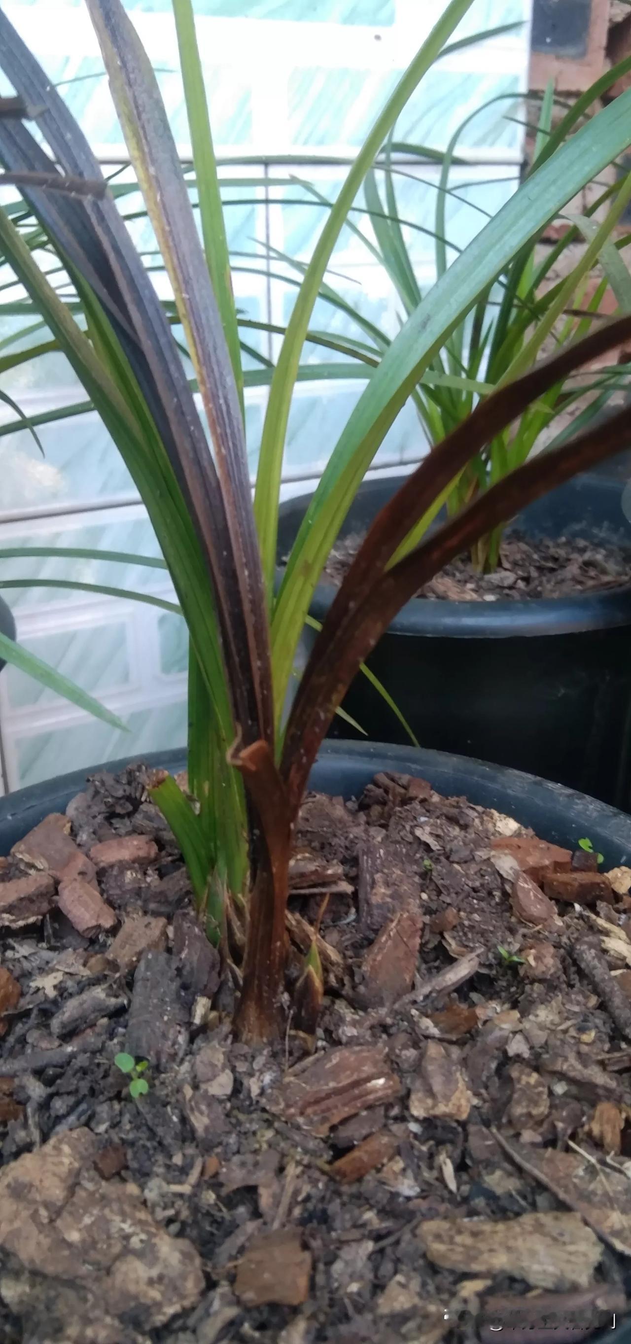 二十天前发的这盆兰花，抢救无效了。五个花苞，还剩一个了，老苗一苗，新苗一苗老鼠咬