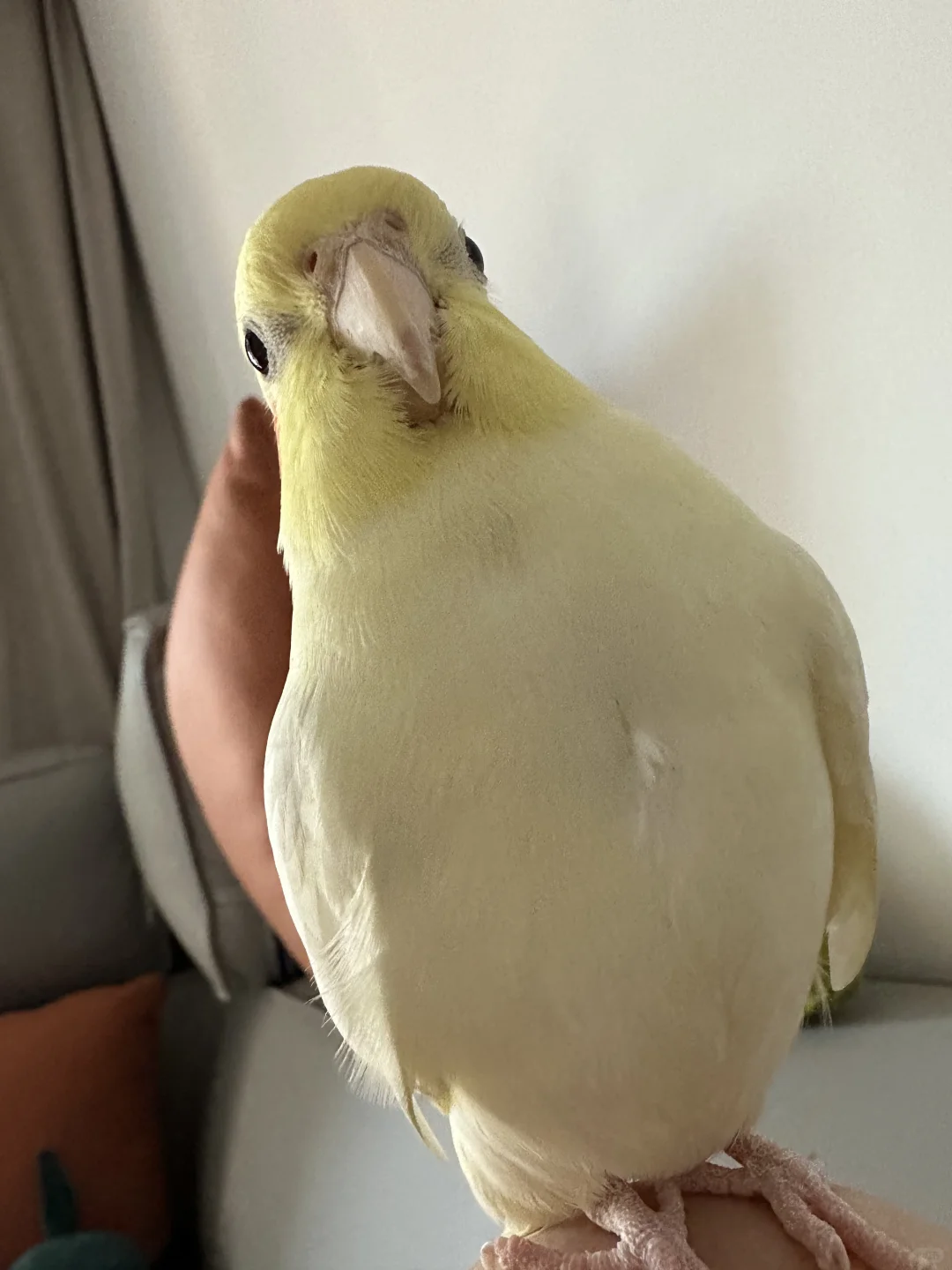 宝宝你像那个葫芦
