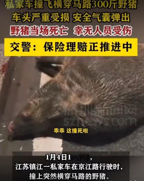 江苏镇江300斤野猪撞车致死！气囊弹出的背后，是人与自然的两难考题
 
1月4日