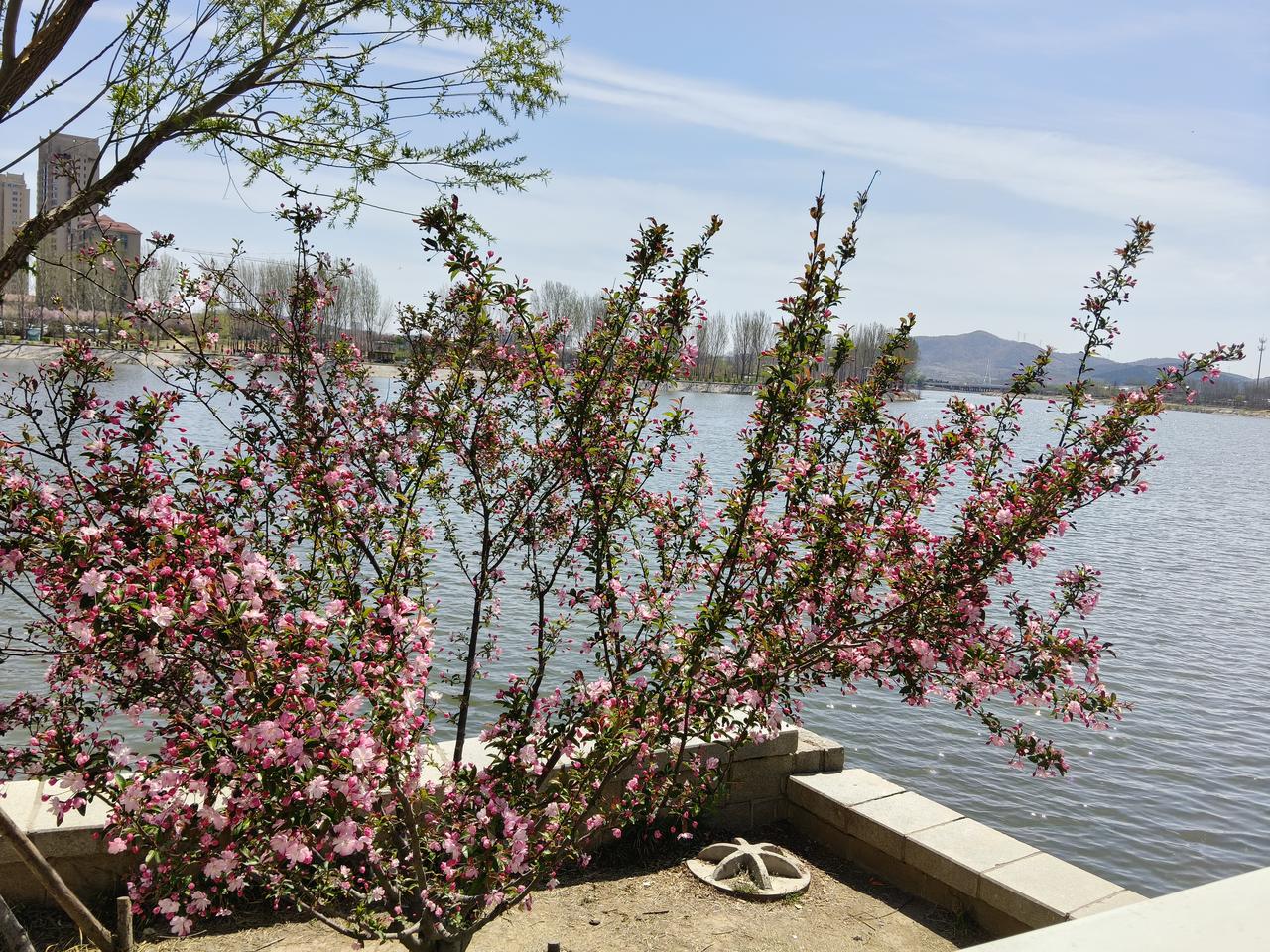 辣手摧花的那帮人又来了！


我生活在胶东沿海的小城，在外环路的隔离带里，种满了