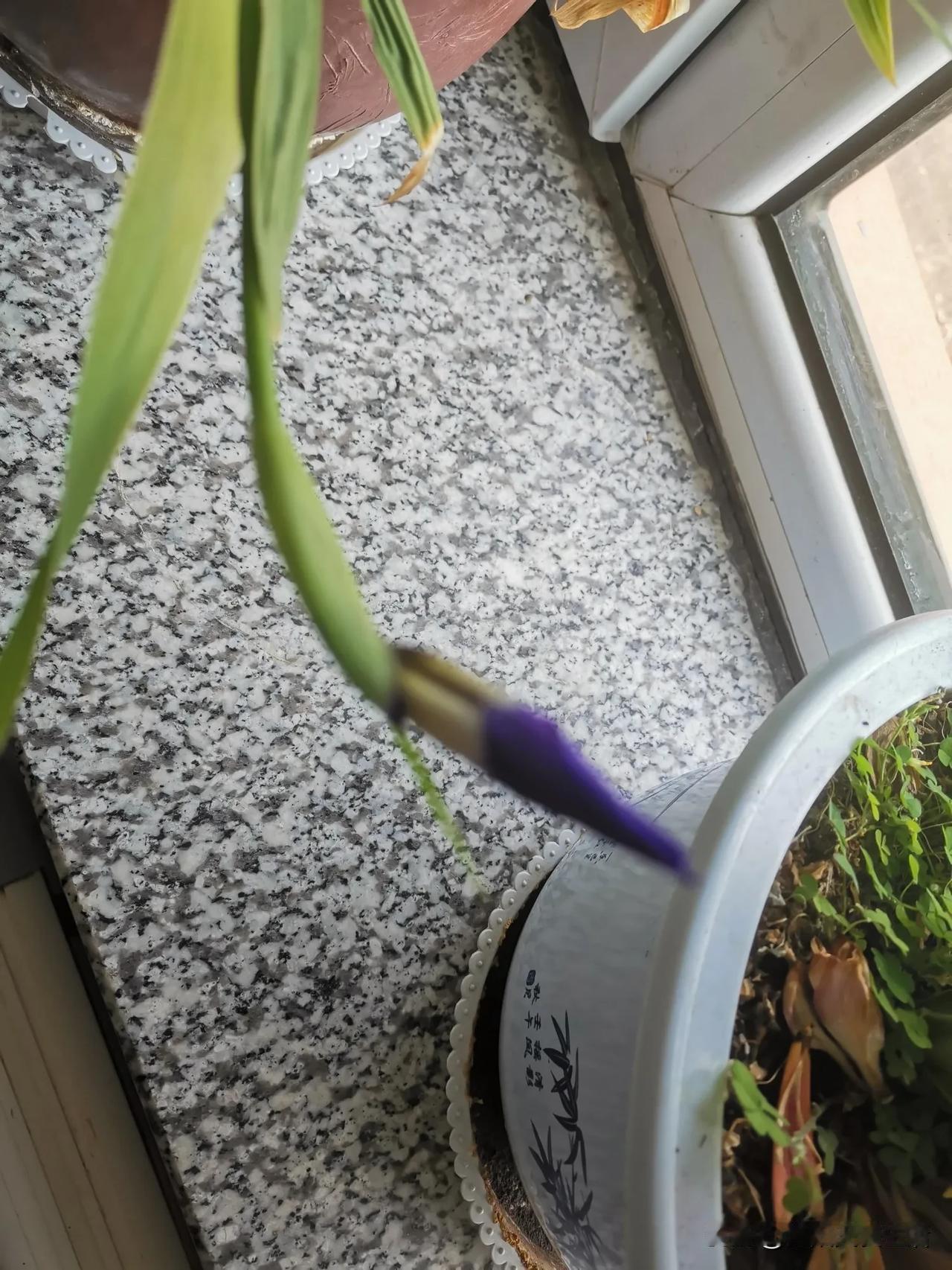 分享一张最近随手拍的照片花蕊随心绽