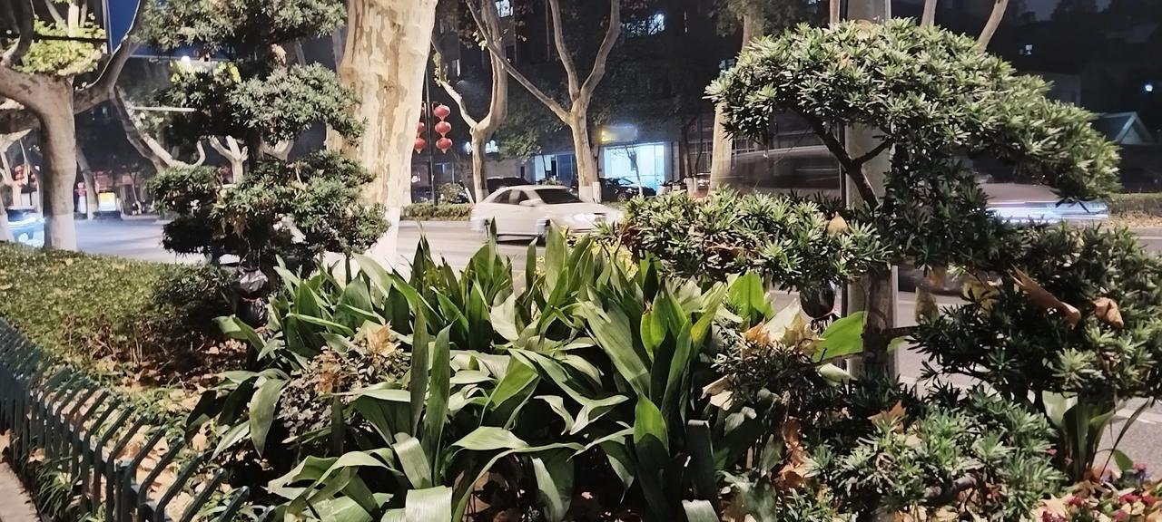 隔离机动车道和非机动车道的花坛。