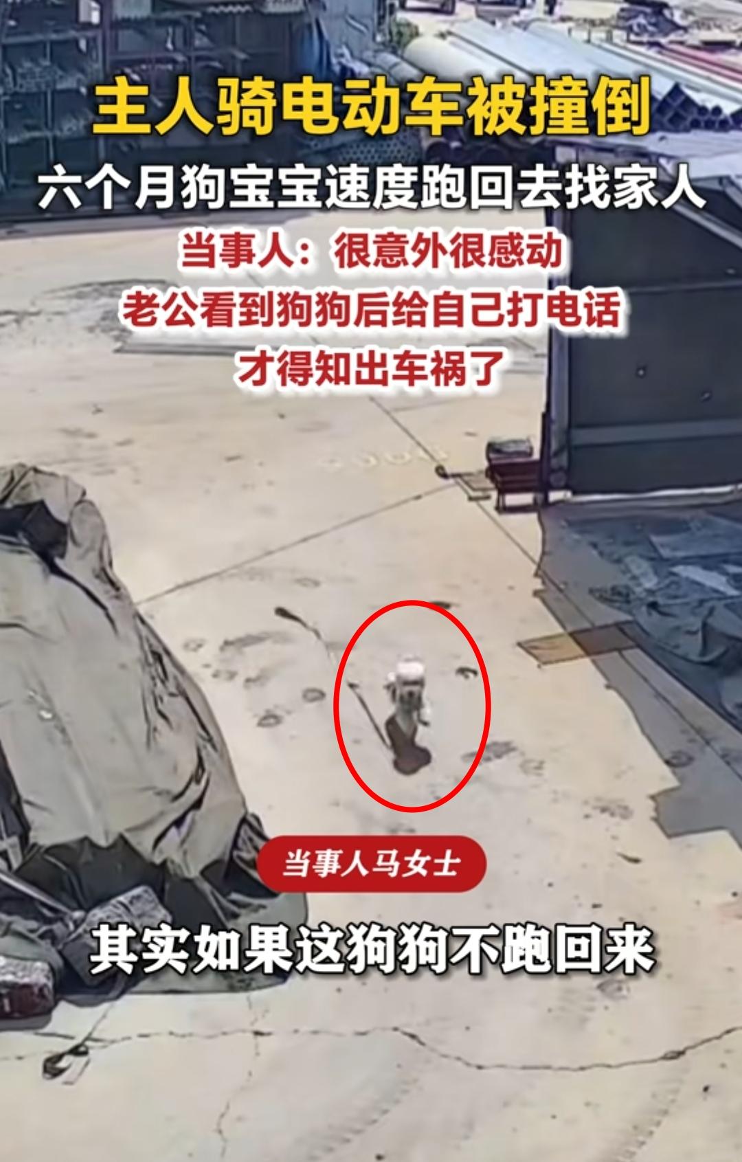万物皆有灵！山东济南一名女子骑电动车和一辆三轮车相撞，连人带车被撞翻在地，车上小
