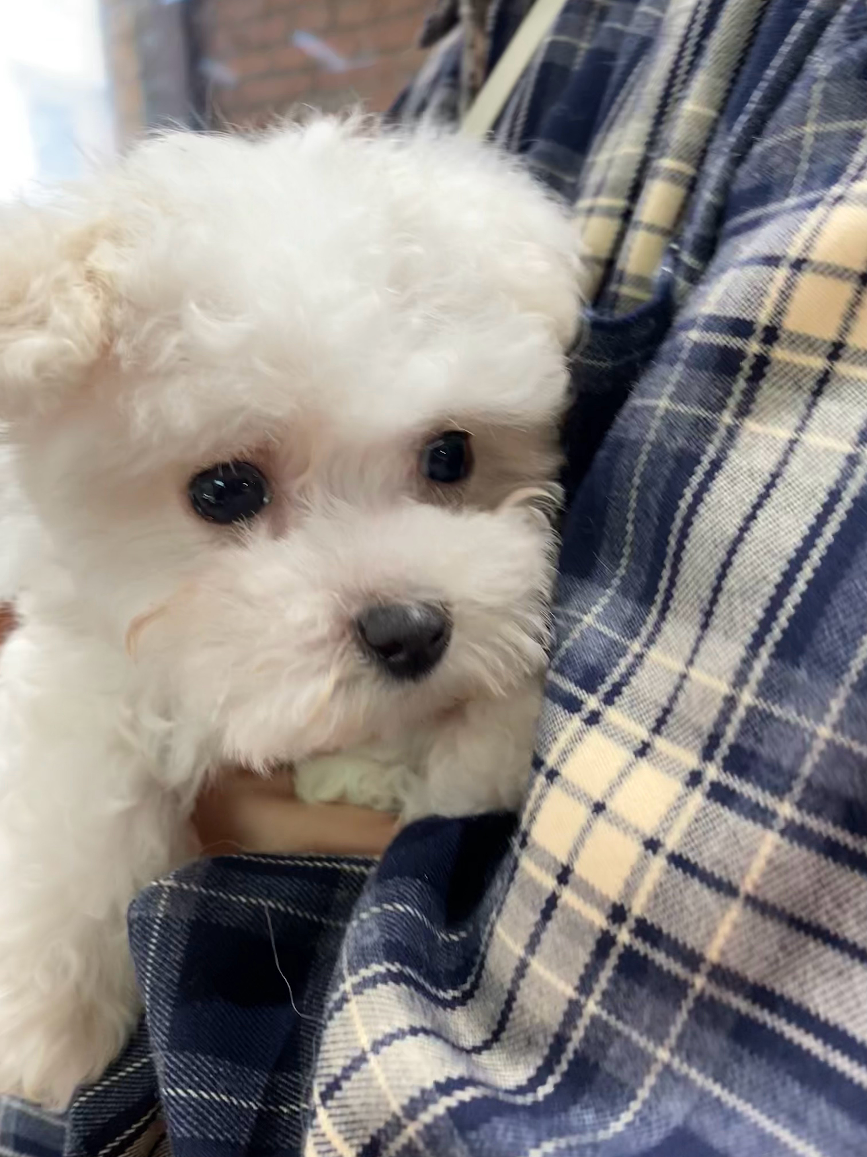 人生中养的第一只小狗狗🐶 ​​​