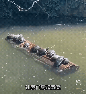 嗯，唱的不错，乌龟真好听!