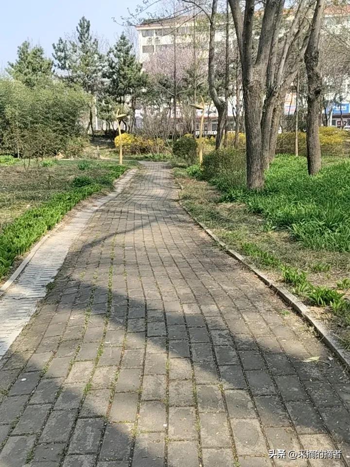 每天在公园快走半小时，放松身心、增强体质，温和又好坚持，是很健康的日常习惯。