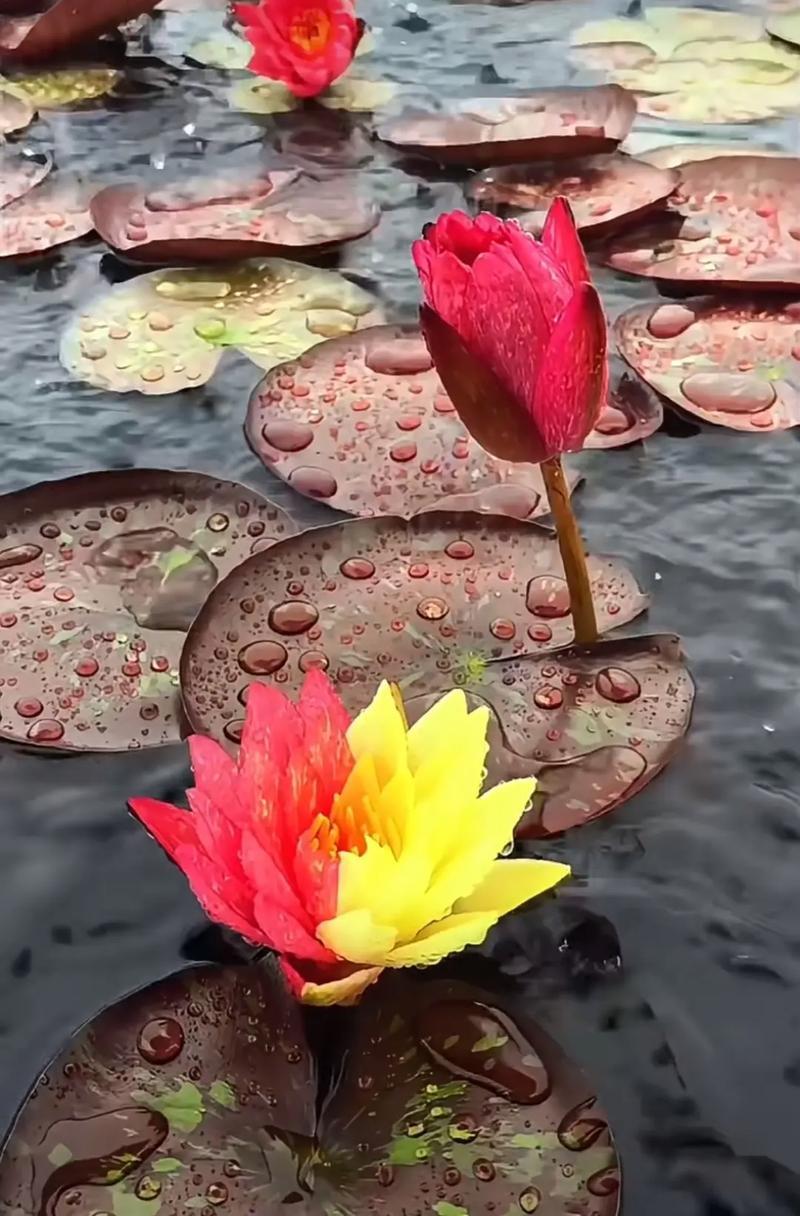圆明园园内珍稀万维莎双色睡莲悄然盛放，花瓣一半嫣红、一半嫩黄，一花两色格外别致。
