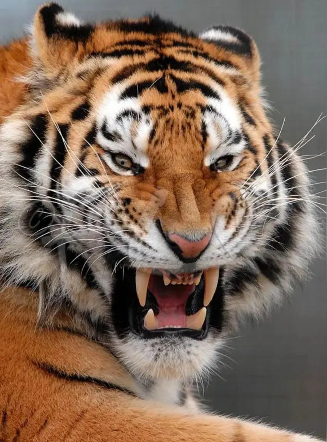 凶猛的老虎在中国被称为吊睛白额虎，指的是眼梢上翘、眼神凌厉，尽显凶悍，老虎的这种