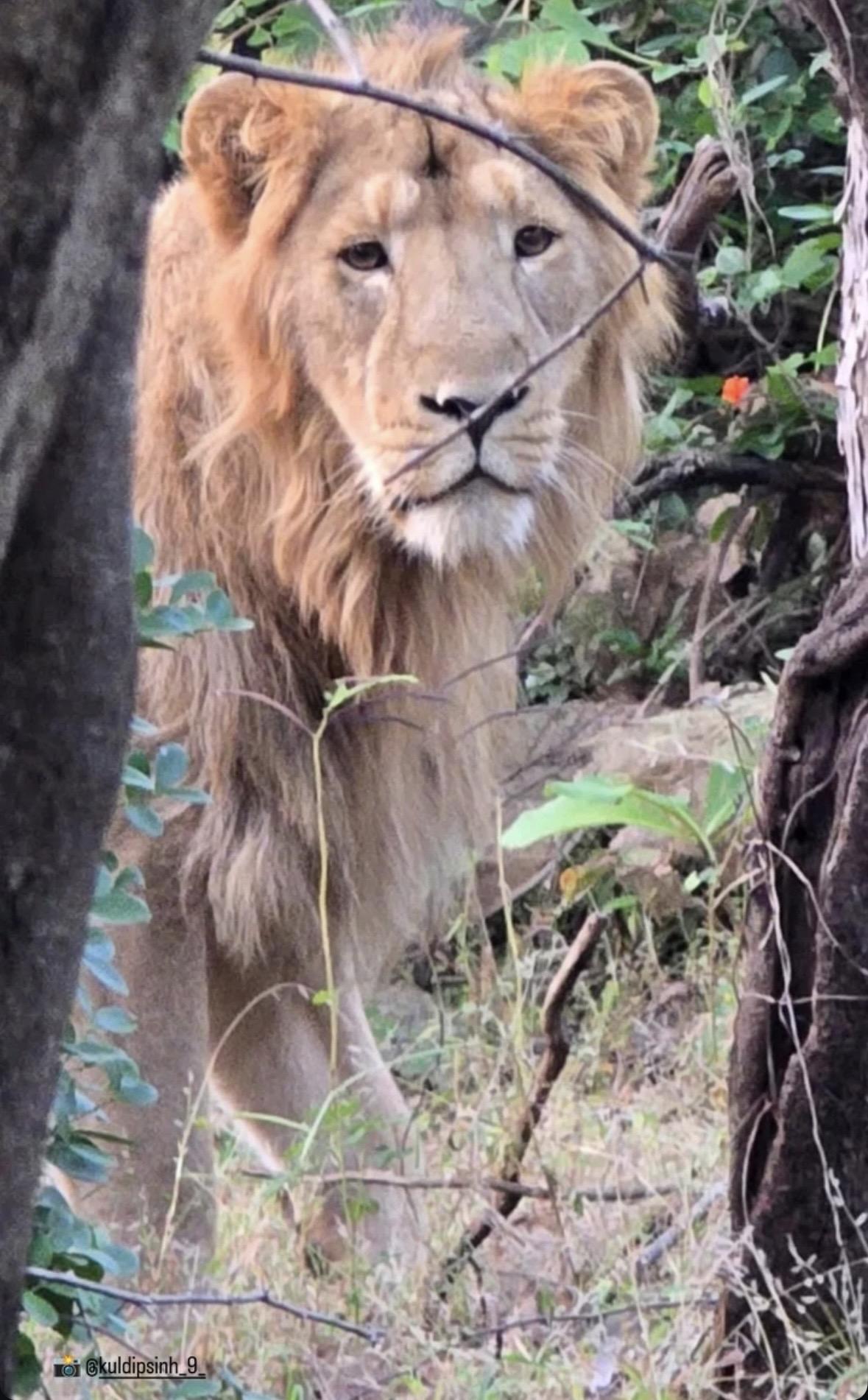 亚雄对一直跟着他的阿三很无奈。这个重度狮迷阿三天天跟着这头狮子拍照片...