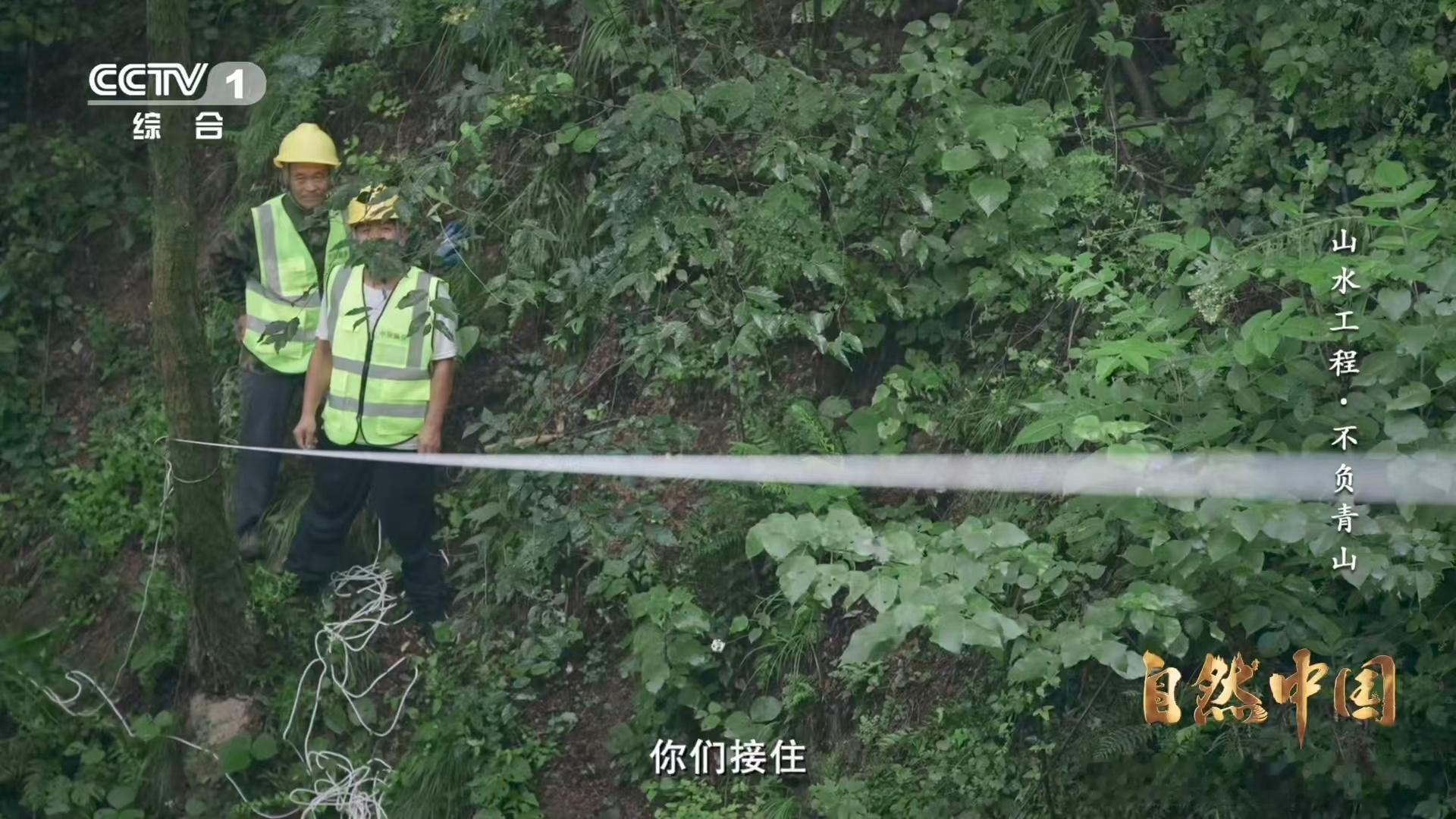 树苗坐无人机空降秦岭深处树在天上飞的画面真的超震撼！陕西蓝田焦岱镇洋峪用无人机让