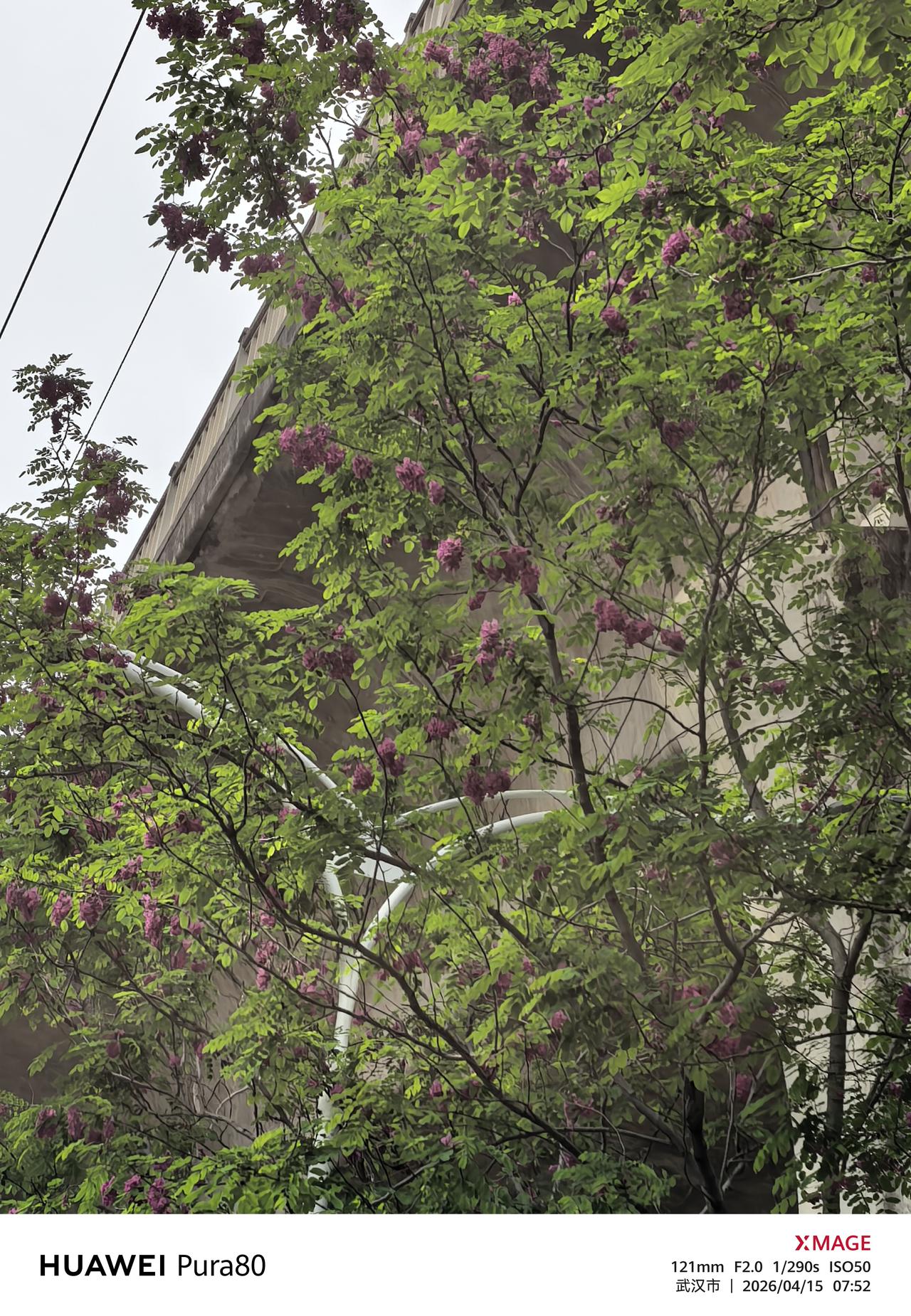 紫色的槐花耶，
高大的紫色槐花旁边是一棵更高大的白色槐花。
以前老家只有白色槐花