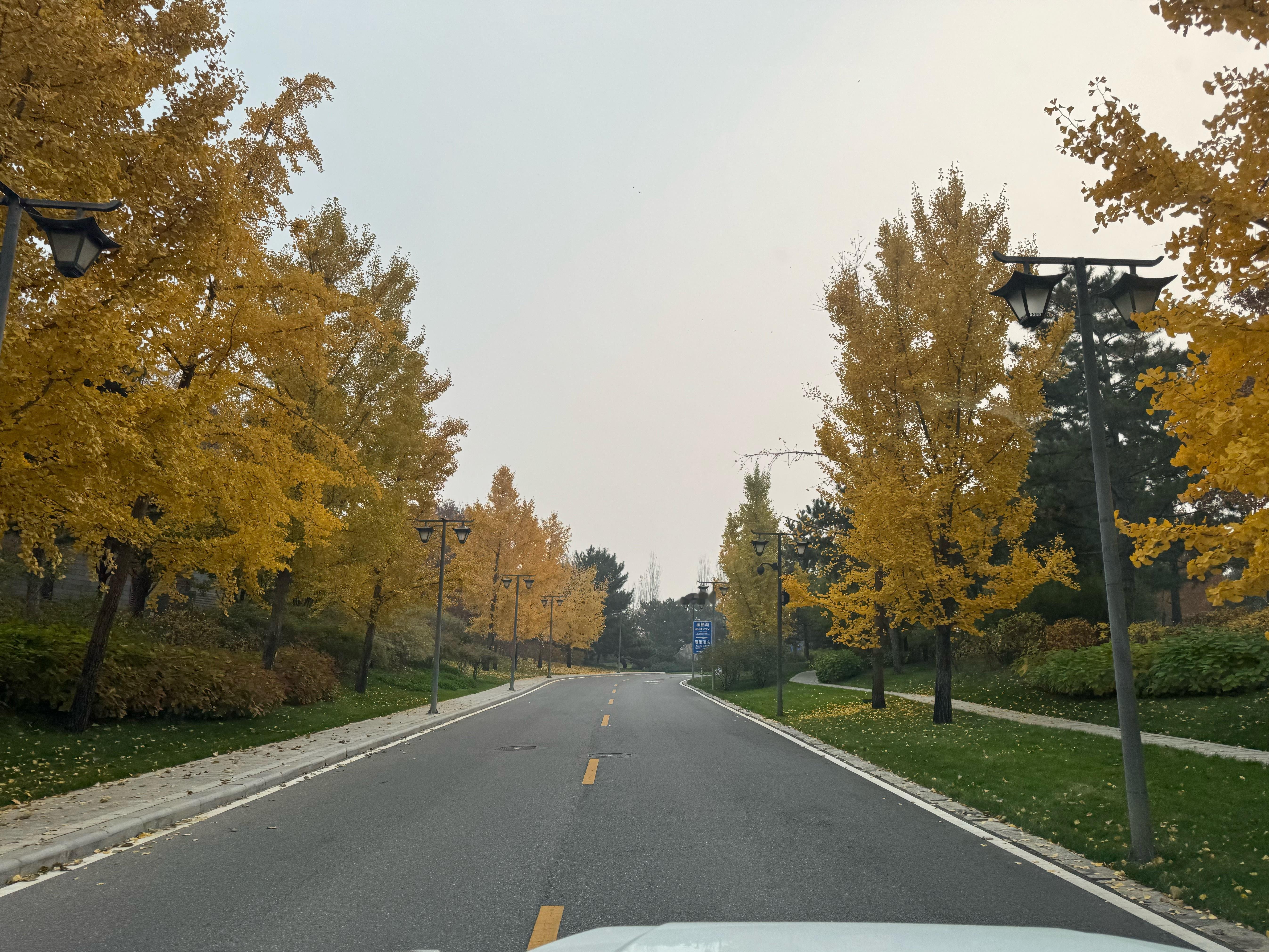 又到了北京最美的季节，以前在南方不懂什么叫四季分明，也不知道秋天是什么样。现在能