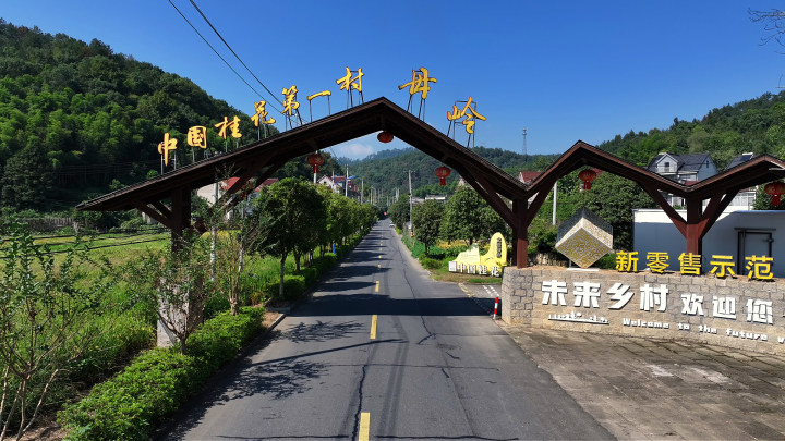 5天收花7万斤！“中国桂花第一村”，如何将小桂花做成大生意？