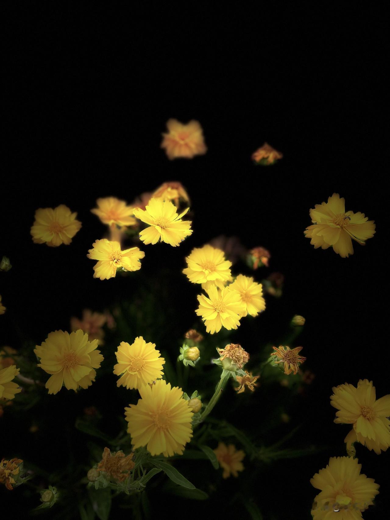 分享手机里的花花草草