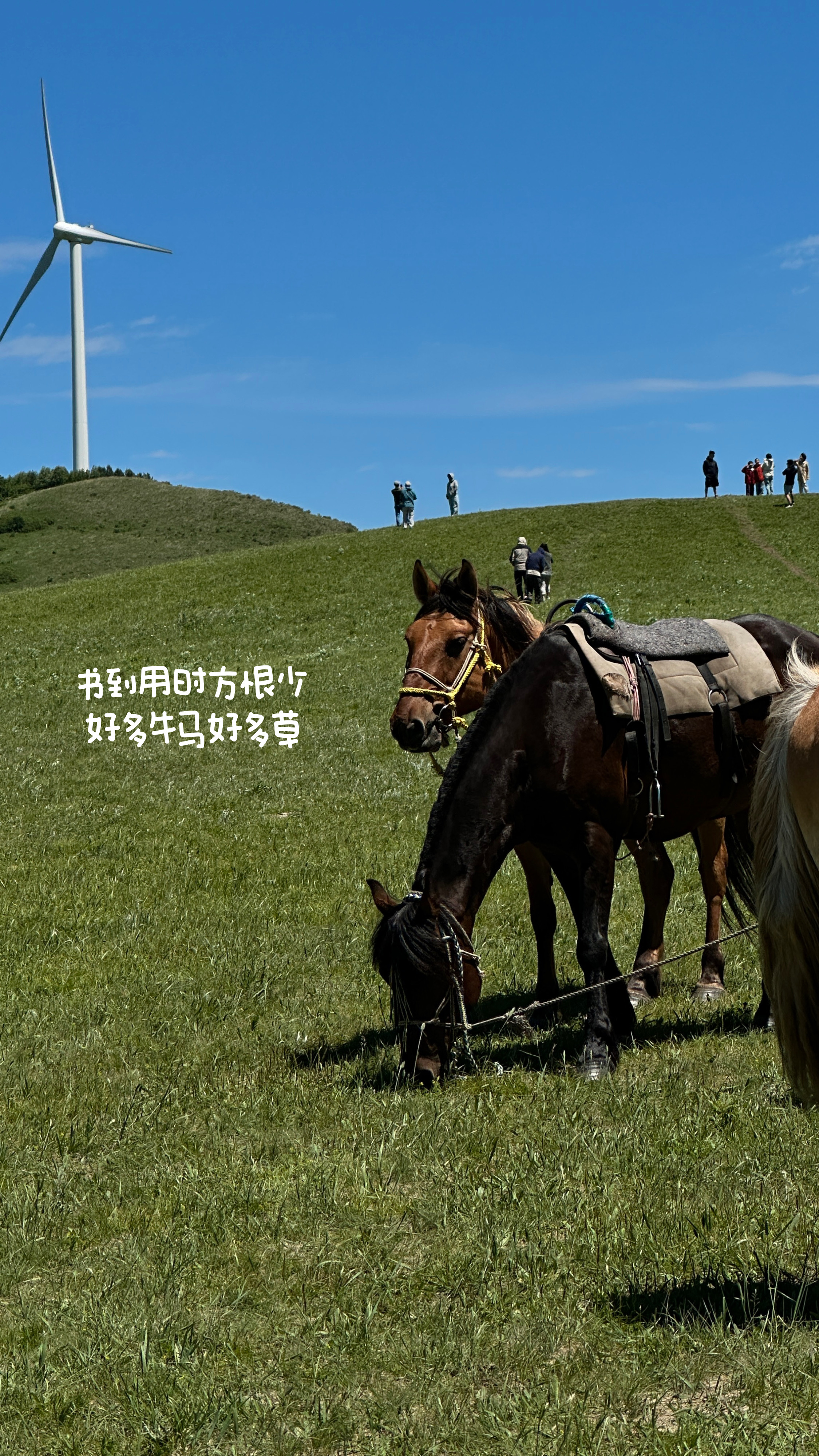 破烂日记*130好久没有发破烂日记了，记录一下之前去草原当真牛马的经历，也是第一