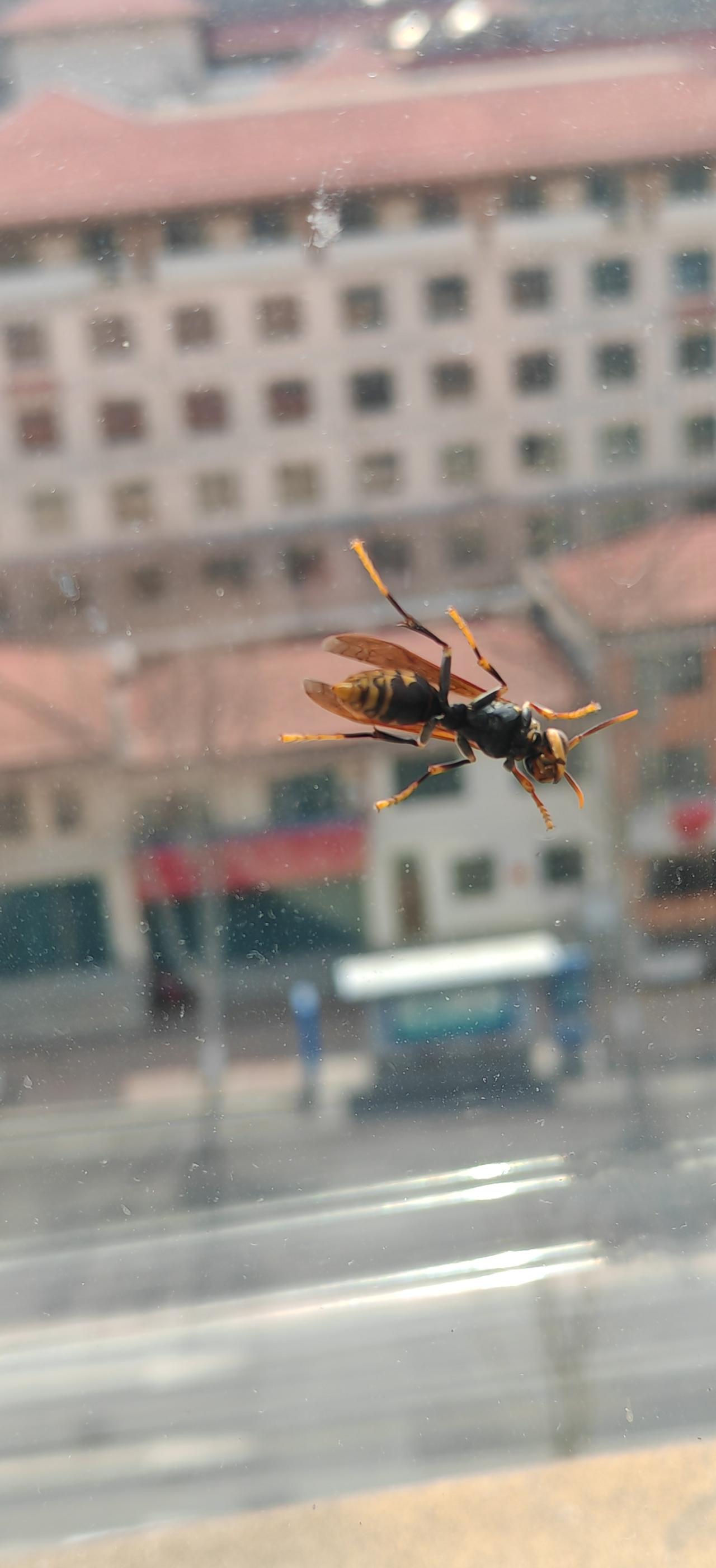 热谈油菜花，打农药，蜜蜂受害事件。网上吵的热热闹闹的
        油菜花盛开
