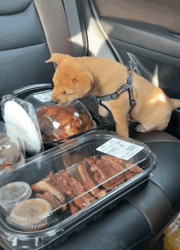 1：也怪可怜的，看得见就是吃不着。#评论区出主意大赛#