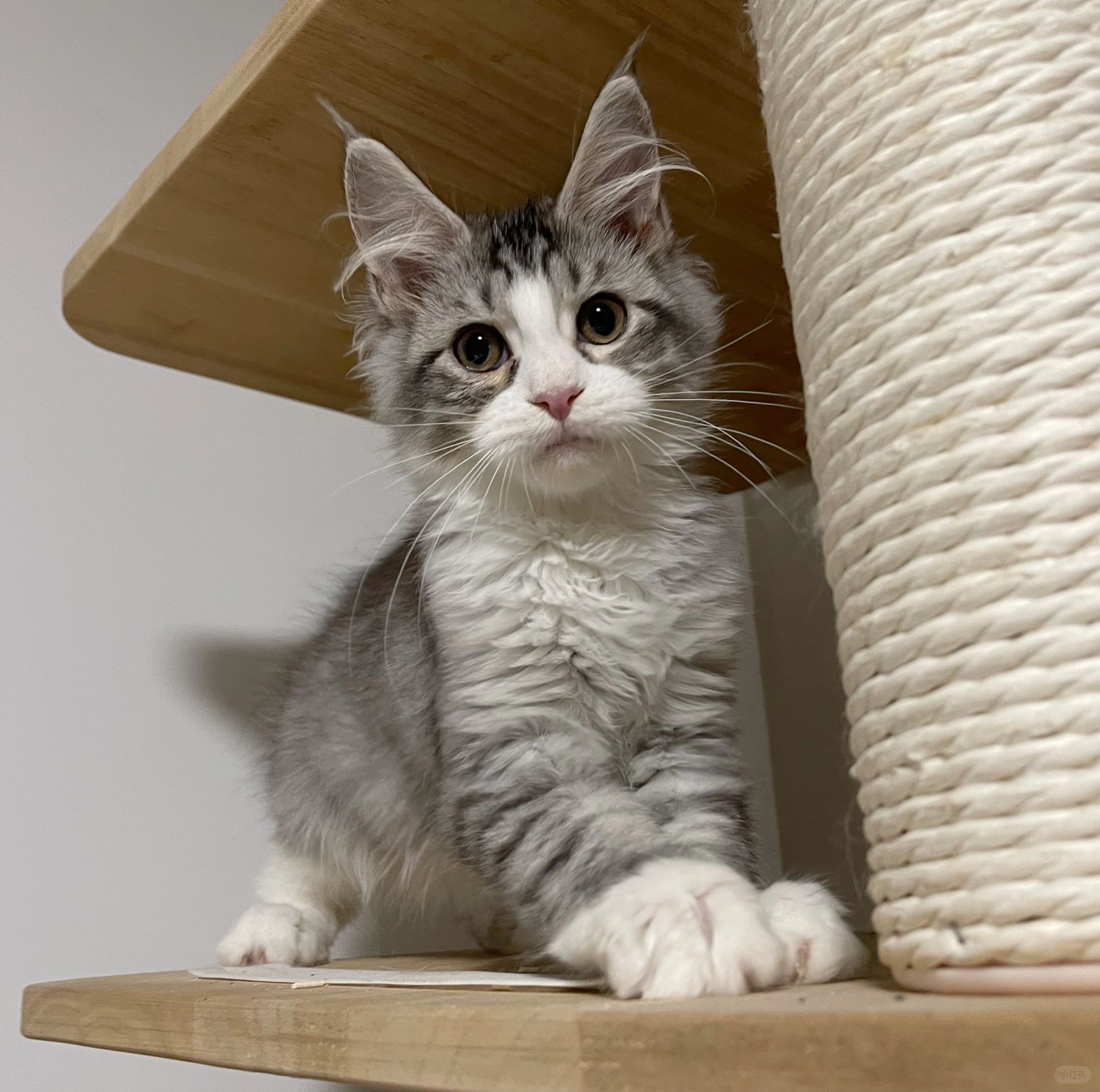 缅因｜以后又是一个甜美的妹子