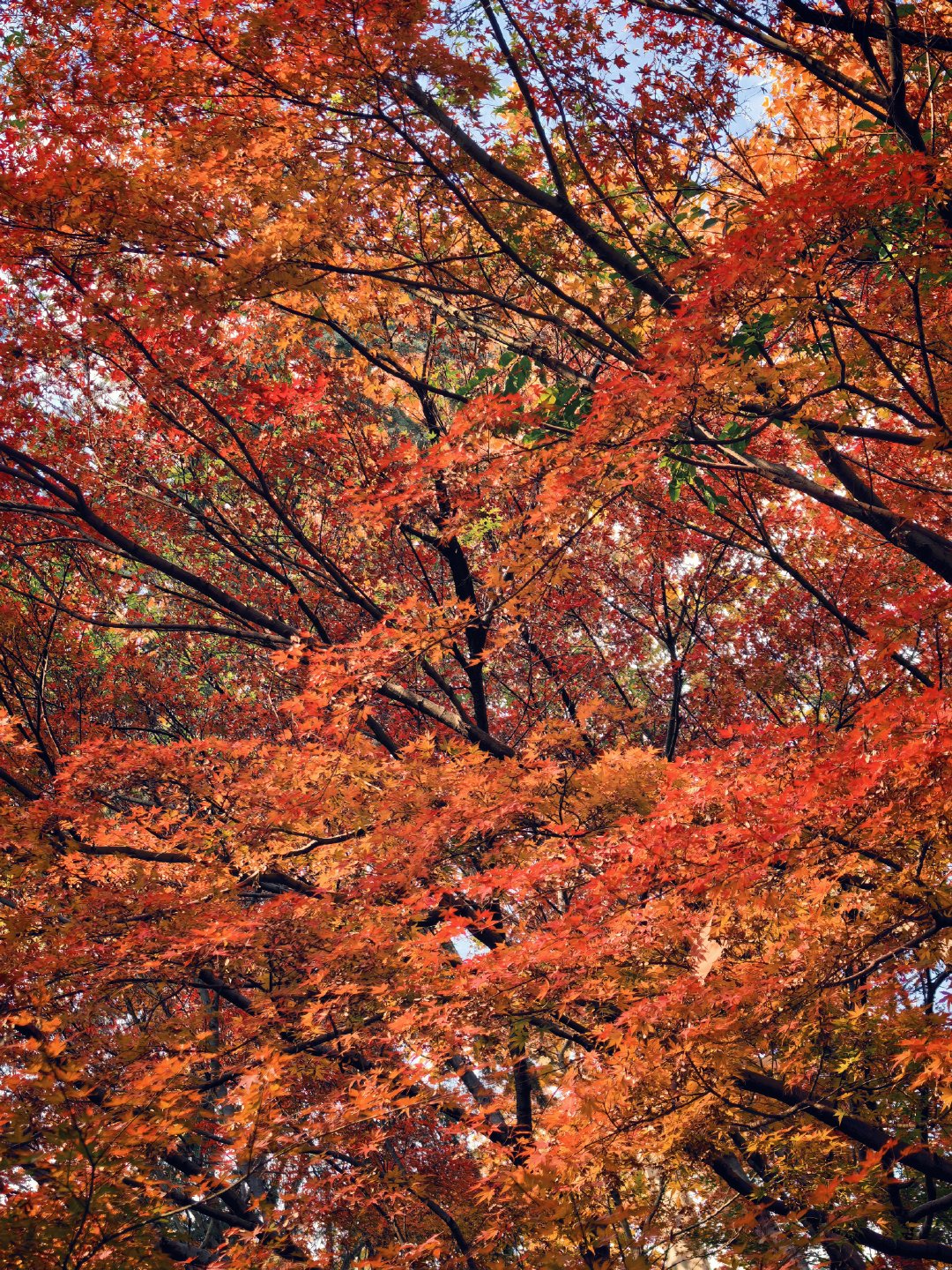 今天下午带着华为Mate80 Pro Max 去西湖追秋天，拍枫叶，也是正真见识