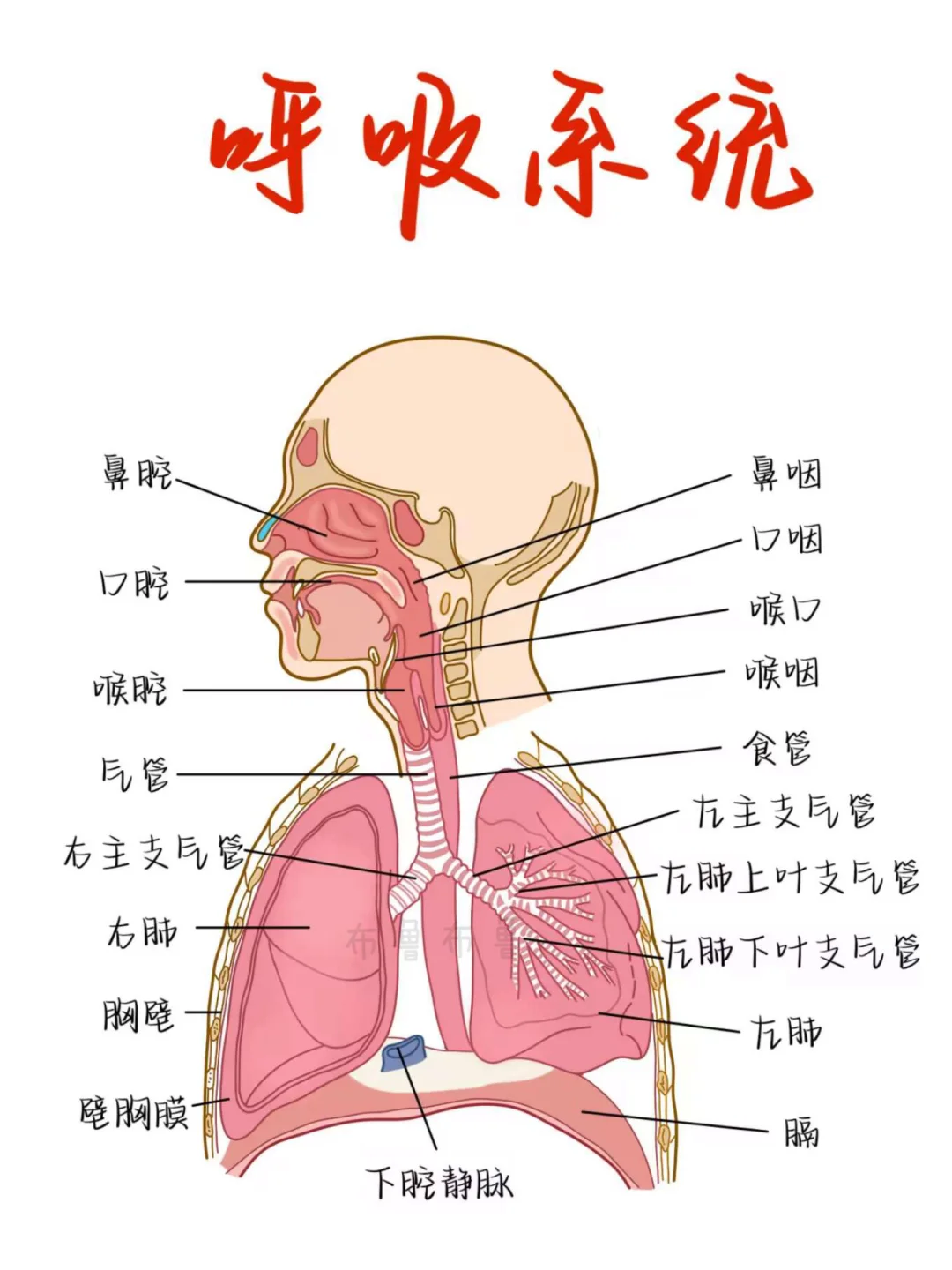 医学生笔记——呼吸系统