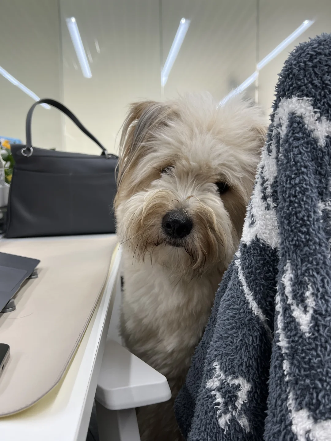 报告老板 我累成🐶了