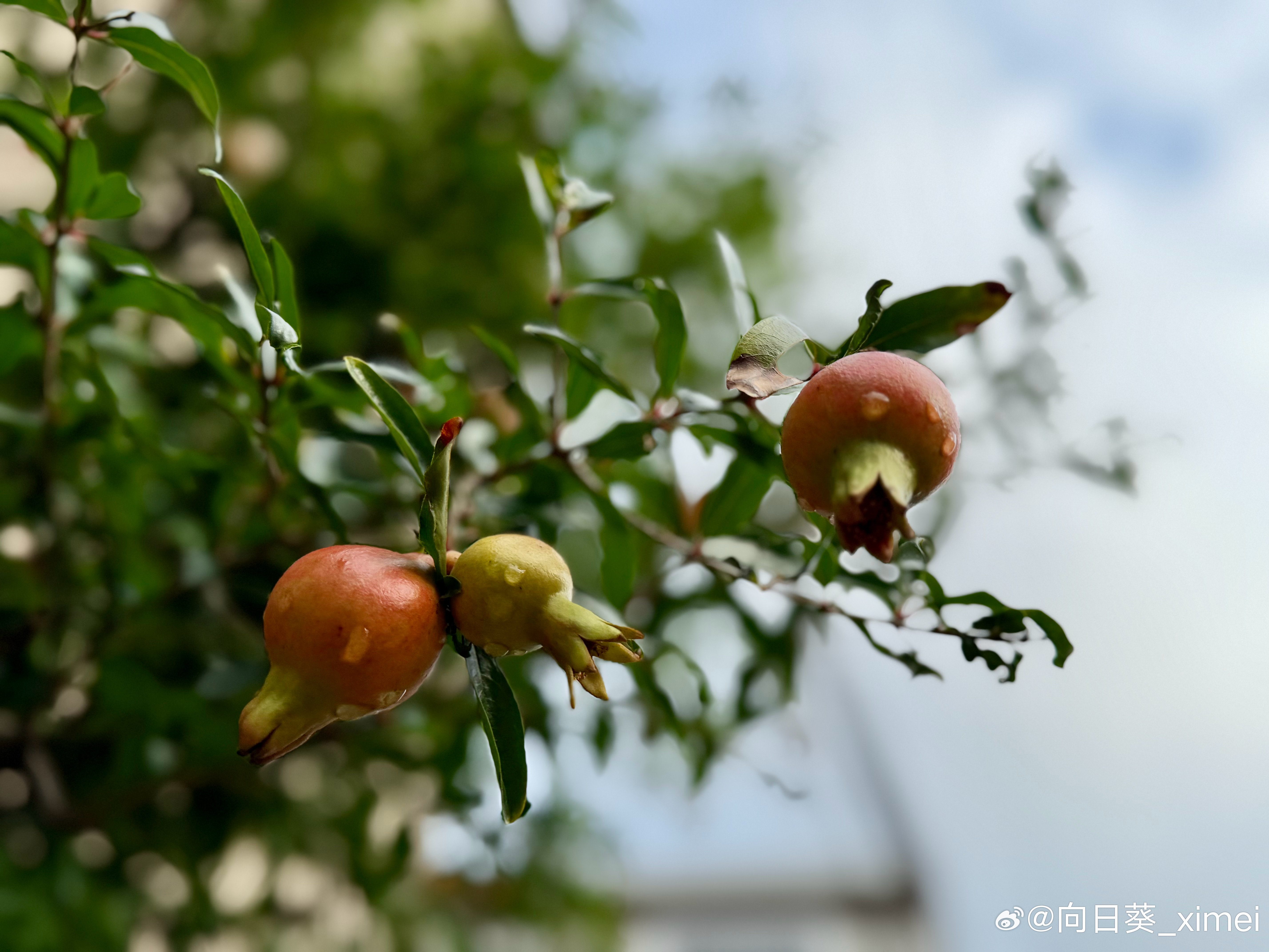 随手拍秋日的仪式感从邂逅一树石榴开始只见枝头挂满了红灯笼那是秋的馈赠不争春日艳但