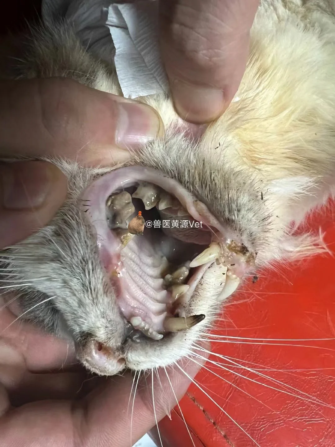 不注重口腔问题等于慢性自鲨