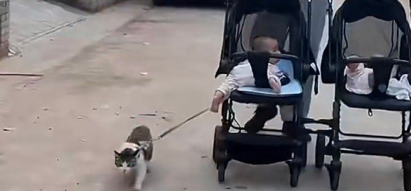 舅舅推婴儿车同时溜俩娃和小猫猫猫这是想让孩子知道谁是舅舅