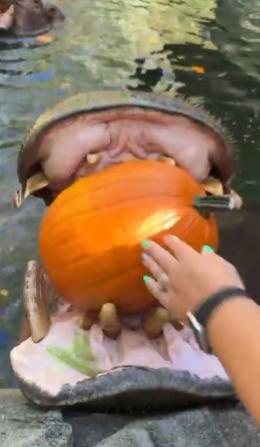 【🎃 那喀嚓声莫名其妙地令人满足：美国动物园的河马享受南瓜盛宴！】为了庆祝国家