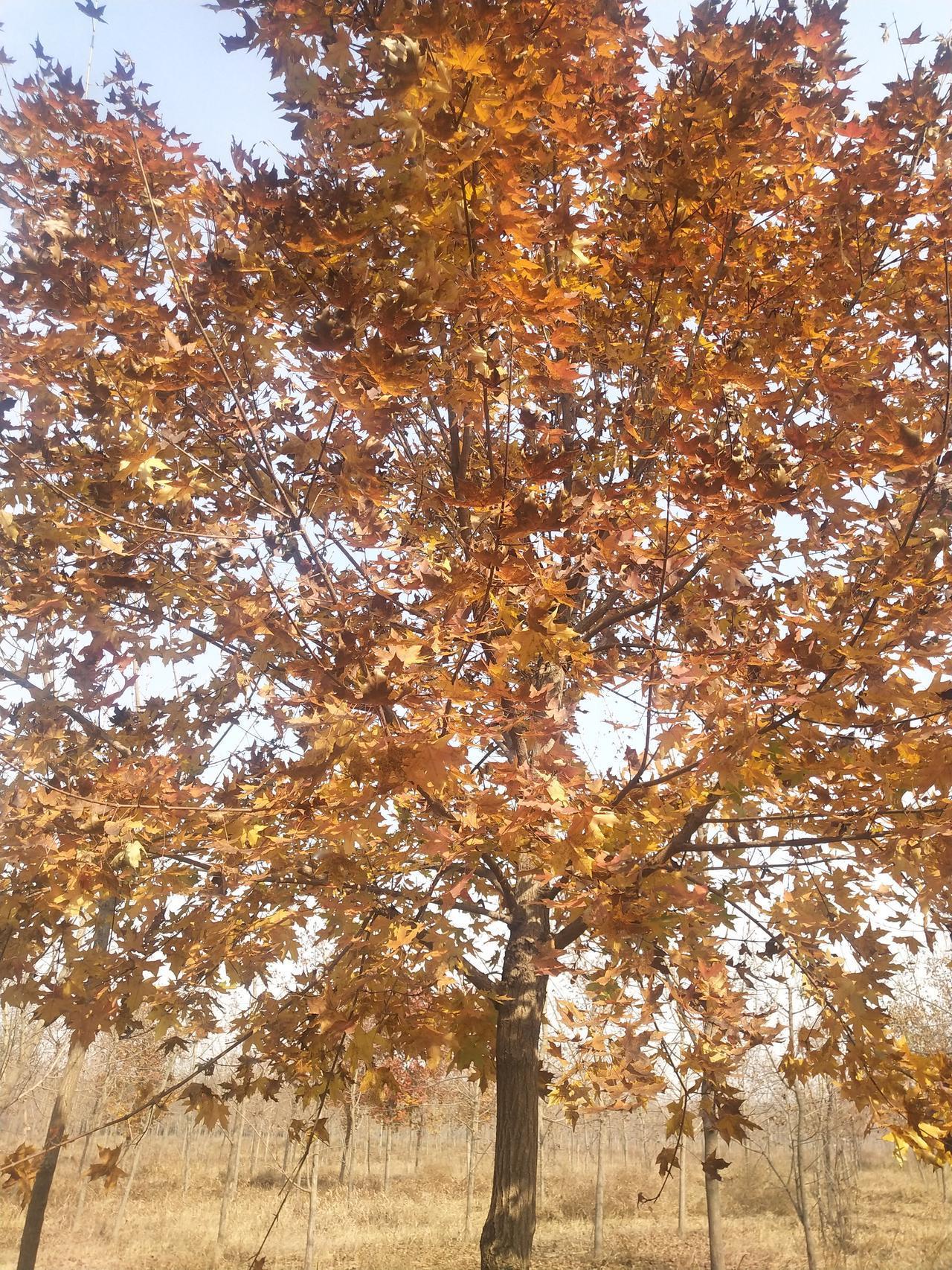 现在孩子们结婚也很省事，同学女儿结婚，发个微信，我们几个同学就去了，带着红包，几