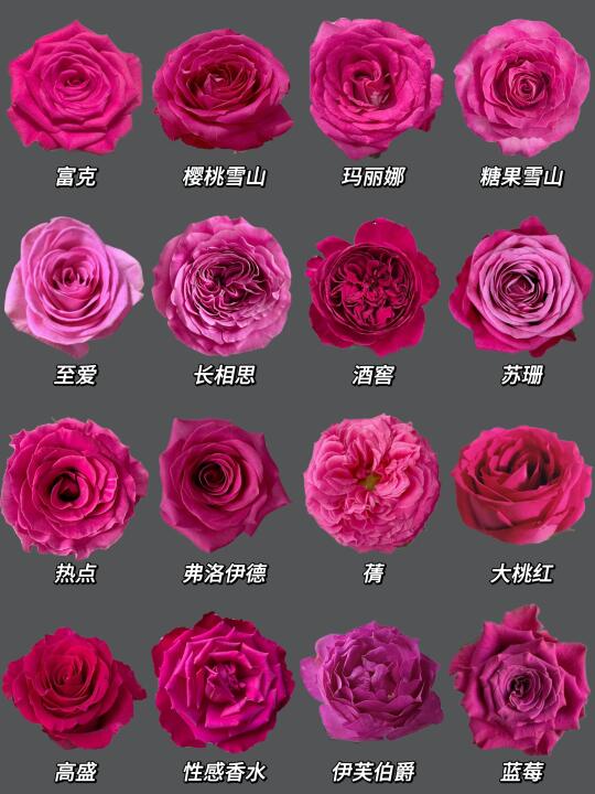 每日识花系列｜一次性认识16种玫红色玫瑰