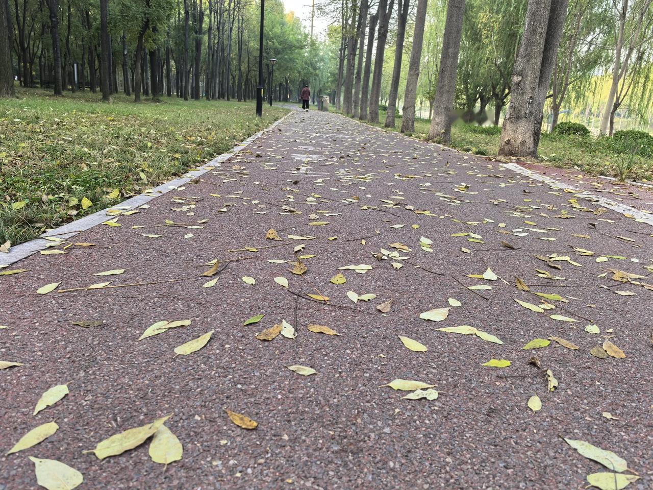 昨晚只是下了几滴雨，风一吹，地上就铺满了树叶，秋天是真的来了。这个夏天注定了不凡