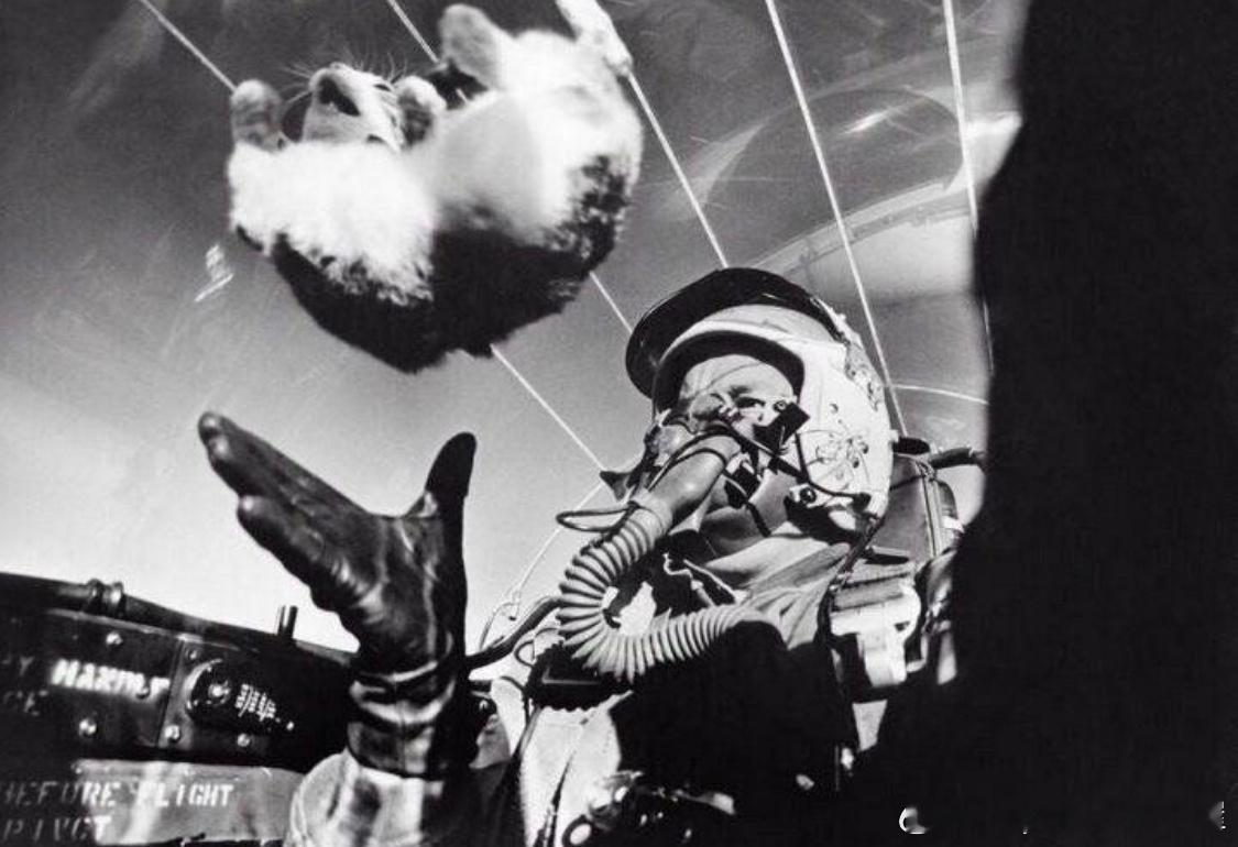 1958年美国空军飞行员在飞行时进行“无重力环境对猫的影响”试验军事历史全触达 