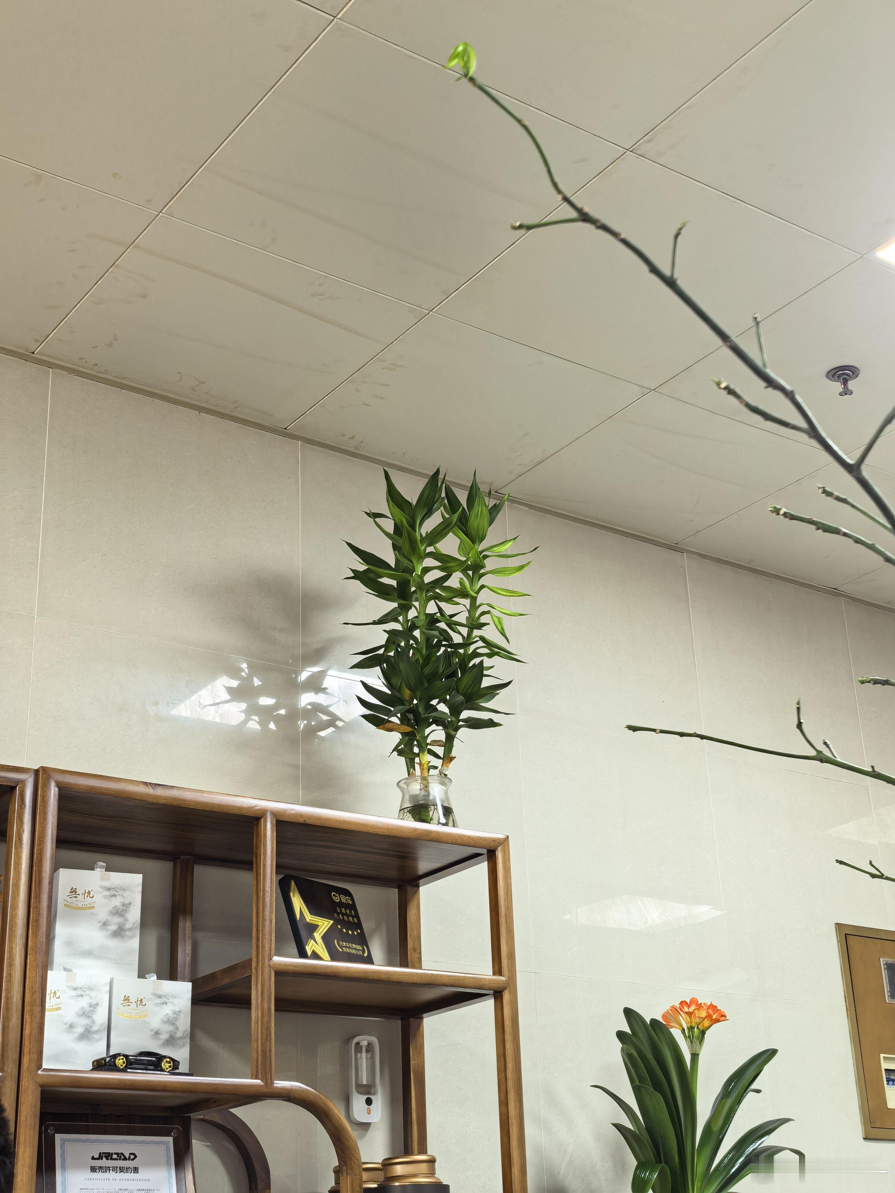 开工大吉过个春节，花也开了，芽也发了，叶也绿了 天津·中国天津自由贸易试验区