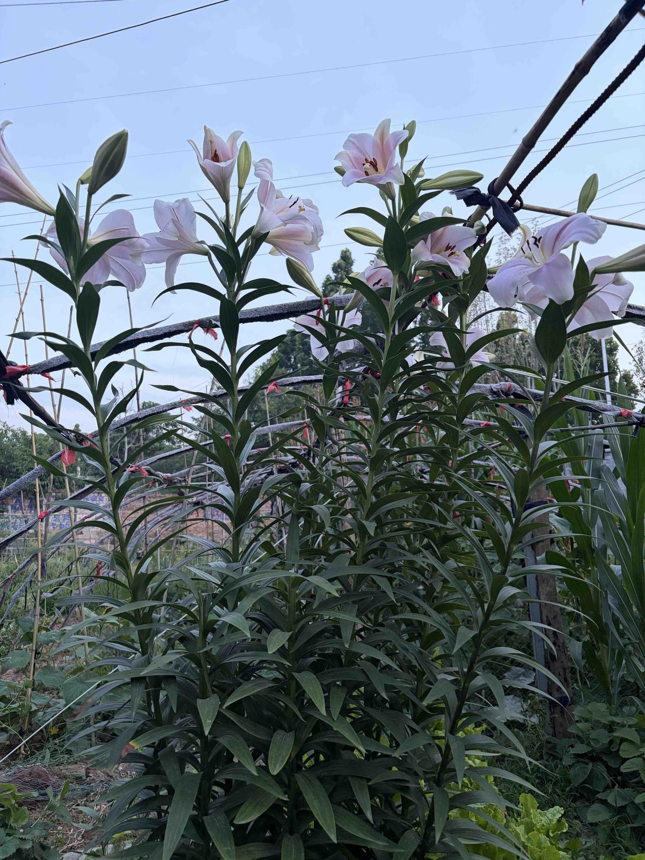 分享我这周有趣的事：今天决定重返菜园