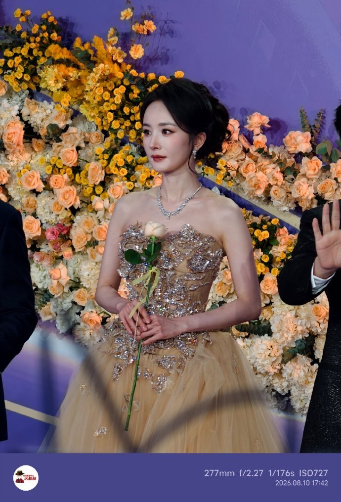花墙前的杨幂杨幂手拿玫瑰走红毯 杨幂手拿玫瑰走红毯，花墙前的杨幂，谁懂人比花娇具