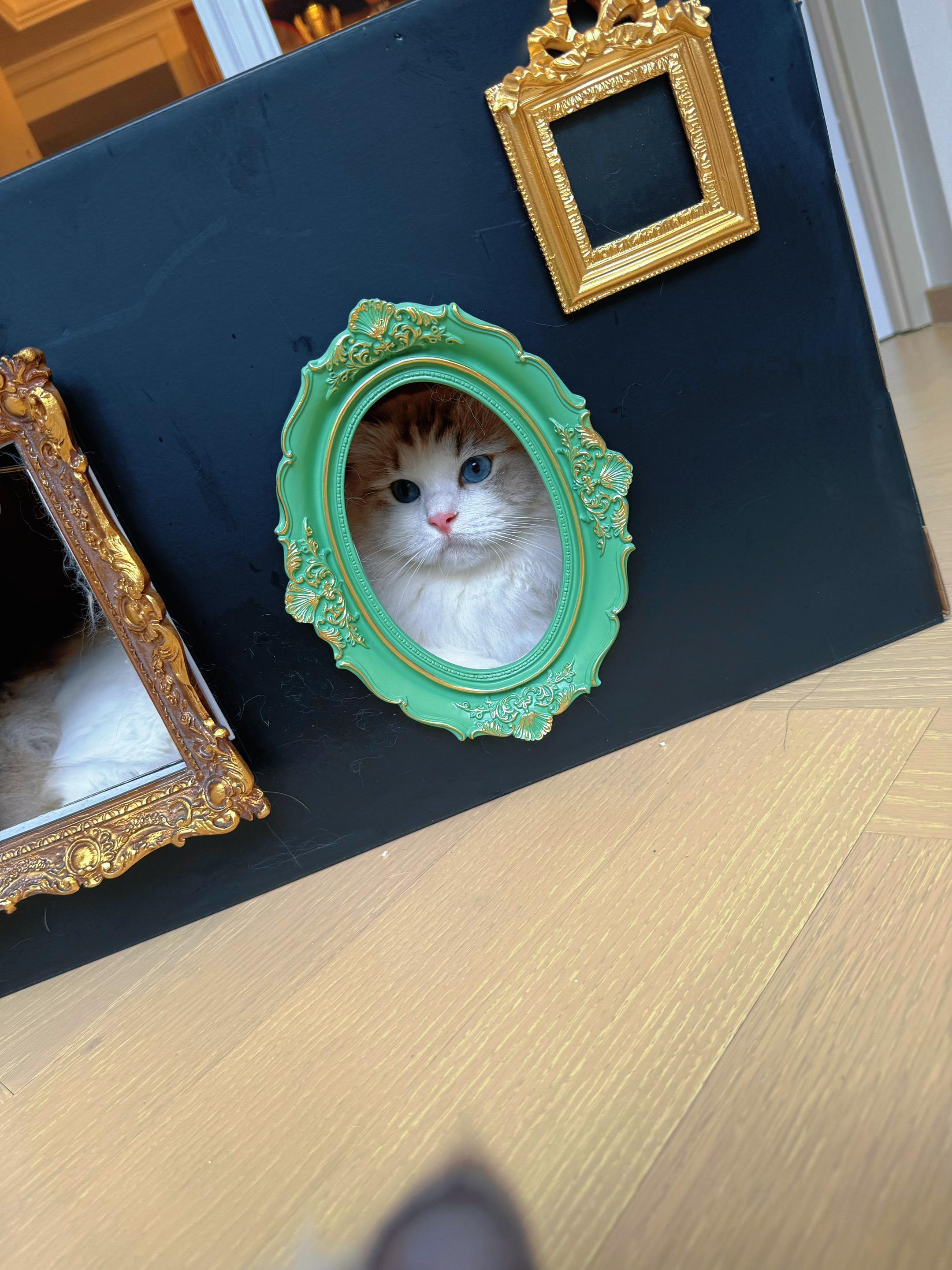 硬猫配硬曲😸