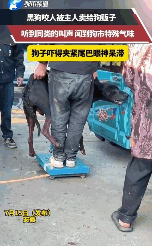 ”安徽，一只黑狗因咬人，被主人按斤卖给了狗贩子。在狗市称重时，它听到同类的惨叫，