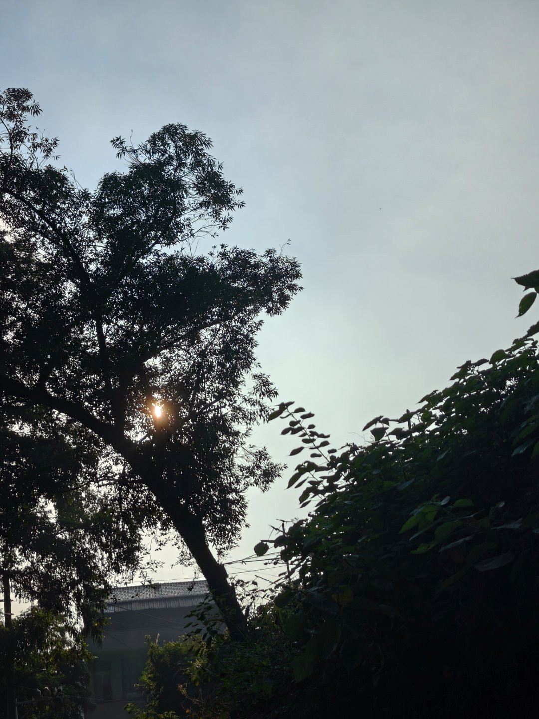 太阳老早就爬上来了。又是超热的一天每天早起打卡 ​​​