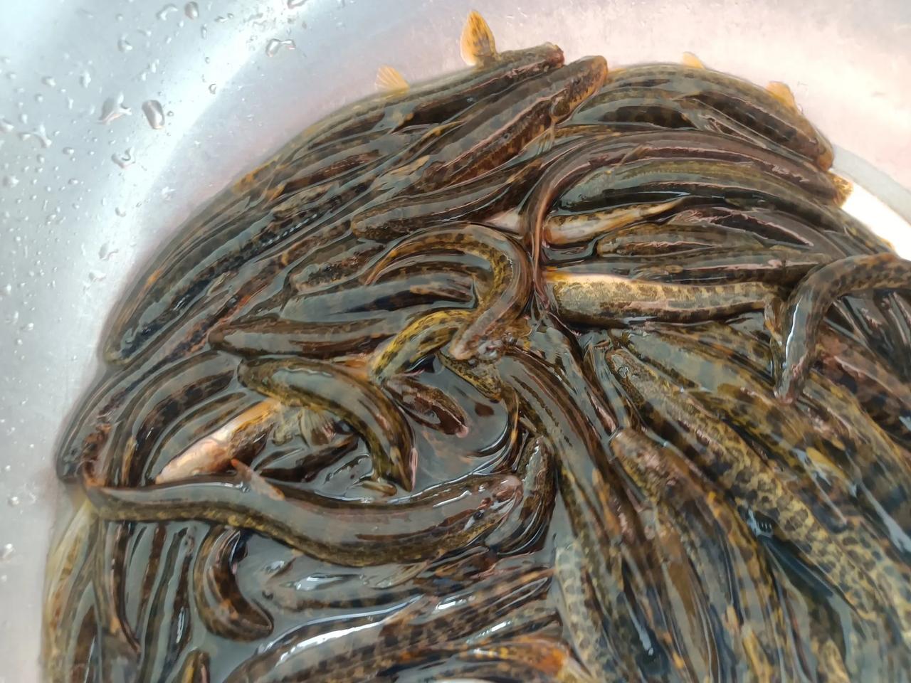 河石榴打鱼酱 真美味