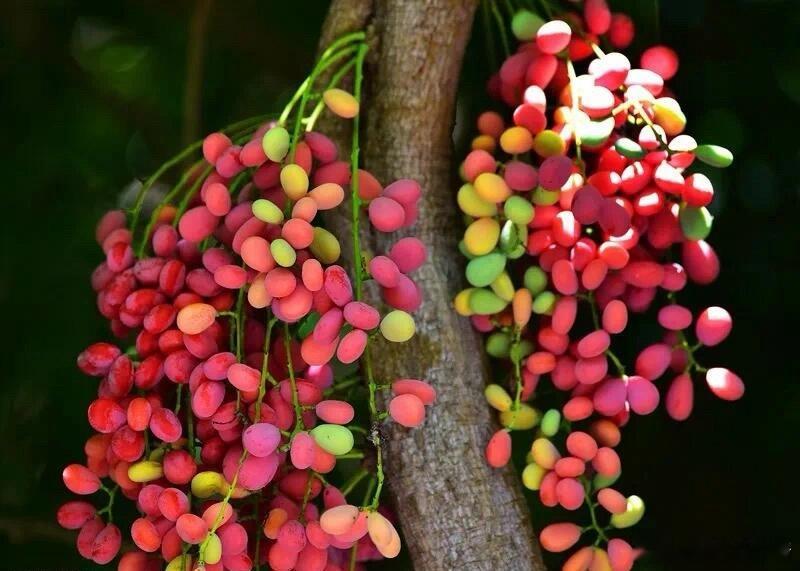 奇妙生物圈植物科普 挂在树上的“彩虹糖”——苍白秤钩风🍃这看起来鲜嫩多汁、令人