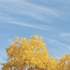 我有一片胡杨林在广袤的大地上，有一种生命，它坚韧不拔，它的故事如同史诗般震撼人心