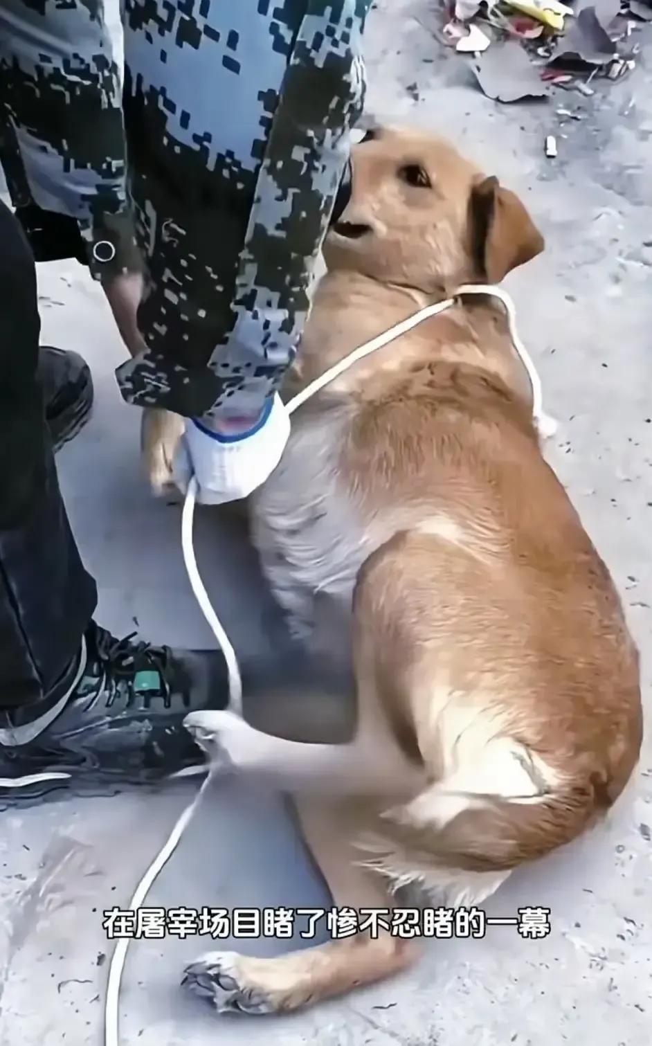 狗市拐角一个瘦高男人把怀孕母犬拴在铁栏标价三百。
狗贩掂着秤砣说肉嫩。
母犬肚皮